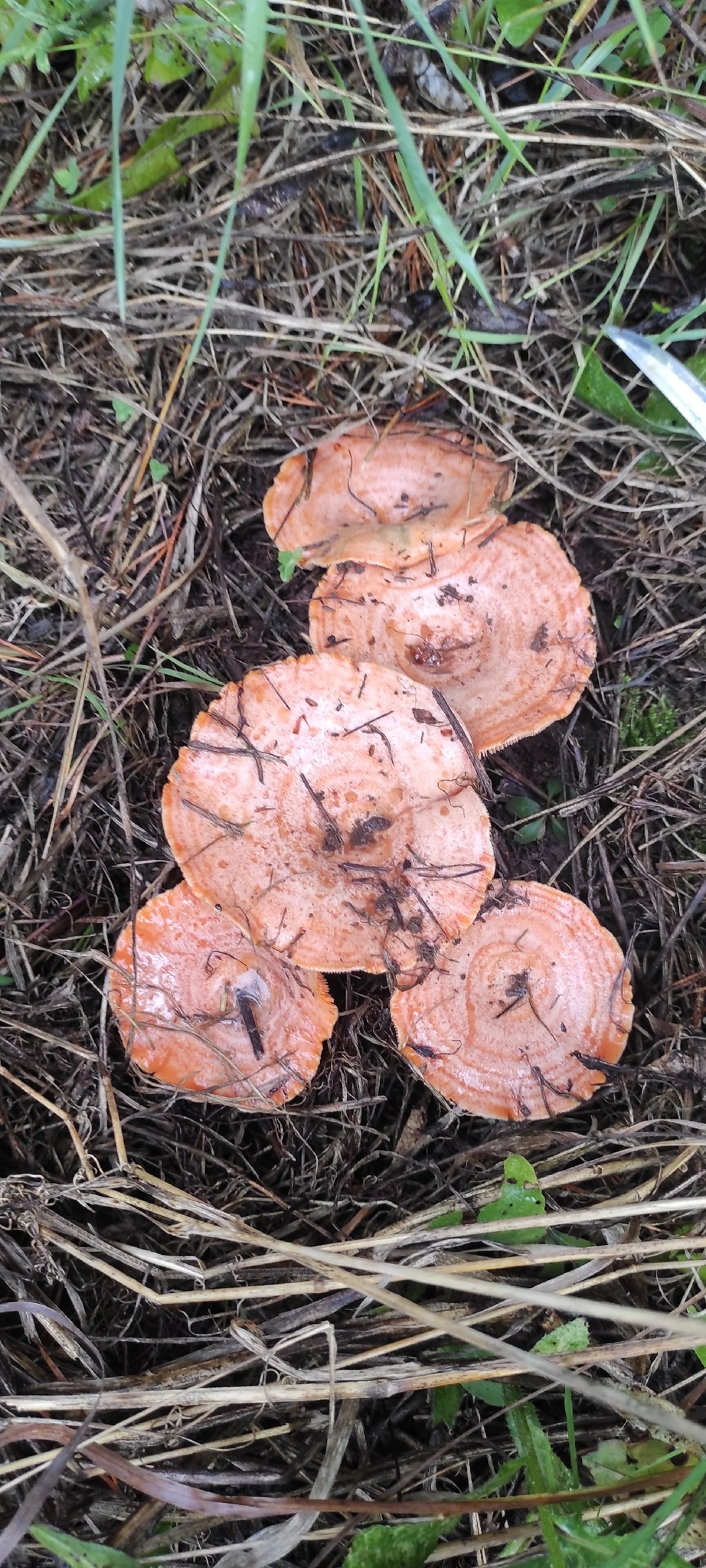 The saffron milk caps have gone - Mushrooms, Silent hunt, Russia, Longpost