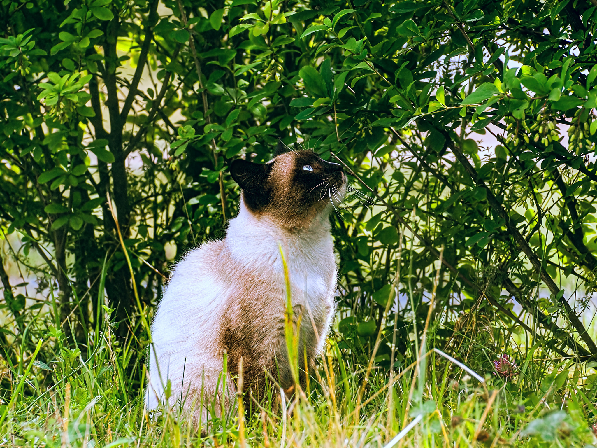 Profile - My, The photo, Canon, Street photography, City walk, cat, Thai cat, Kitten Woof, Profile