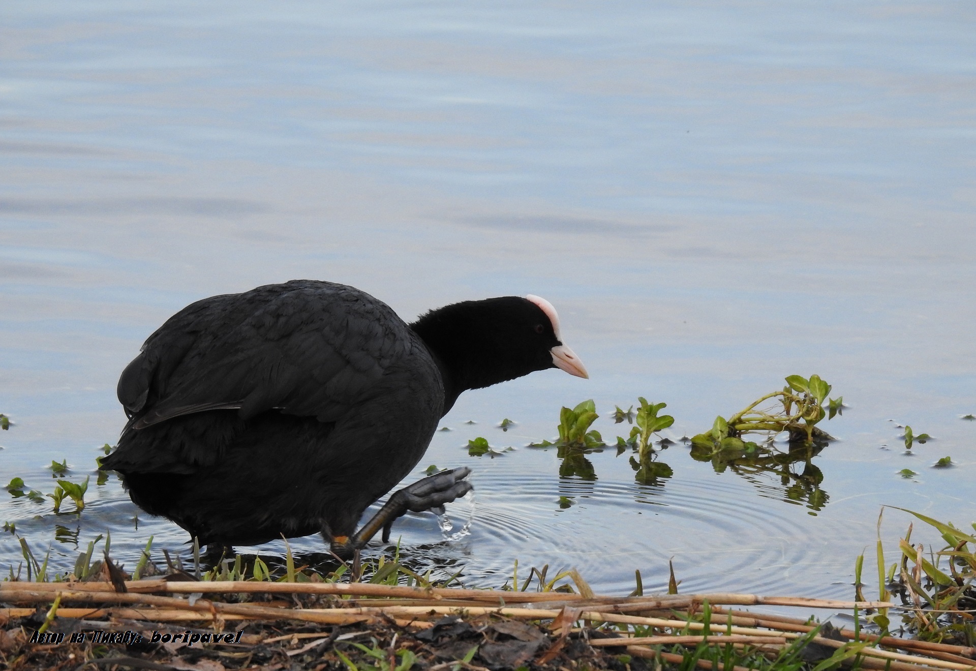 Bird Coot or Lyska (lat. Fulica atra), Valdai 2024 - My, Bird watching, Coot, Waterfowl, Ornithology, Valdai, Lake Valdai, Travels, Travel across Russia, Tourism, The nature of Russia, 2024, The photo, Youtube, Video, Longpost