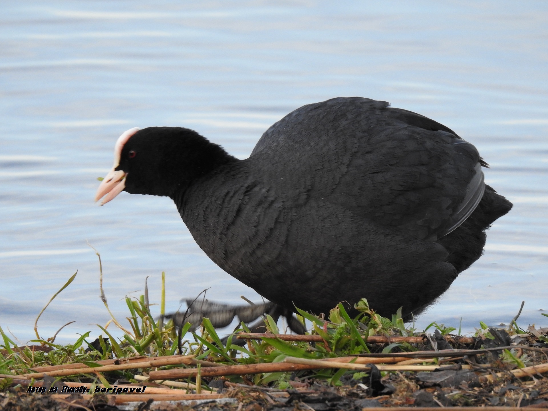 Bird Coot or Lyska (lat. Fulica atra), Valdai 2024 - My, Bird watching, Coot, Waterfowl, Ornithology, Valdai, Lake Valdai, Travels, Travel across Russia, Tourism, The nature of Russia, 2024, The photo, Youtube, Video, Longpost