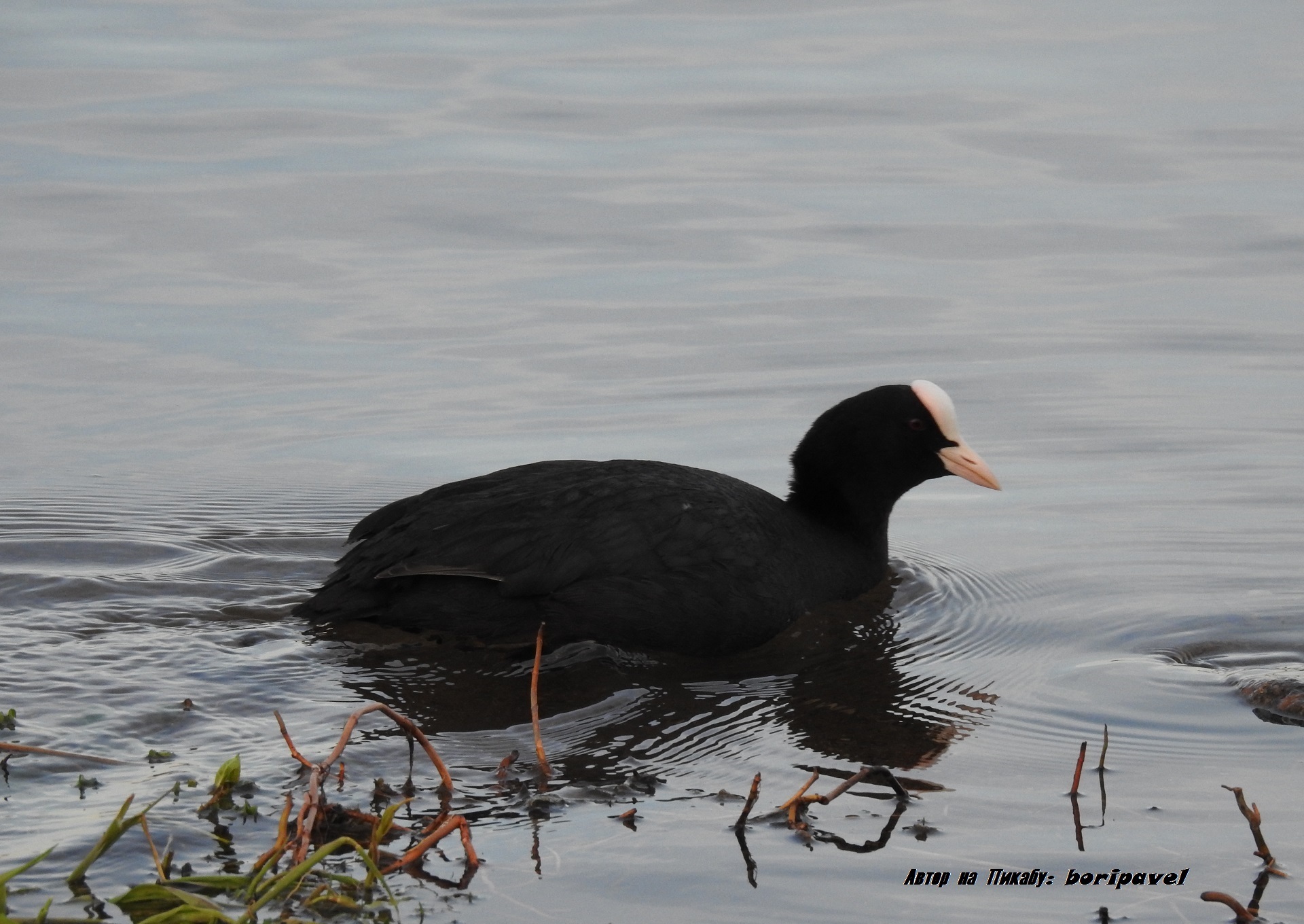 Bird Coot or Lyska (lat. Fulica atra), Valdai 2024 - My, Bird watching, Coot, Waterfowl, Ornithology, Valdai, Lake Valdai, Travels, Travel across Russia, Tourism, The nature of Russia, 2024, The photo, Youtube, Video, Longpost