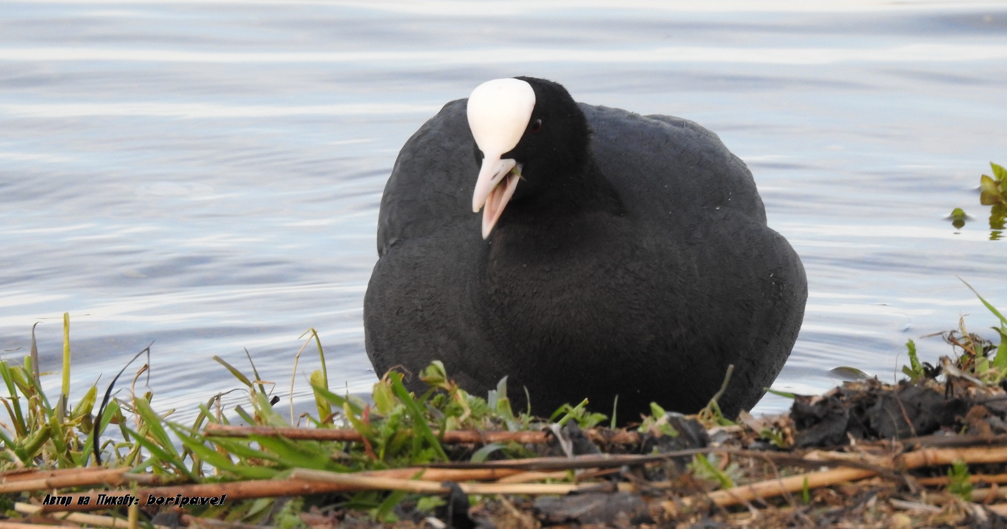 Bird Coot or Lyska (lat. Fulica atra), Valdai 2024 - My, Bird watching, Coot, Waterfowl, Ornithology, Valdai, Lake Valdai, Travels, Travel across Russia, Tourism, The nature of Russia, 2024, The photo, Youtube, Video, Longpost