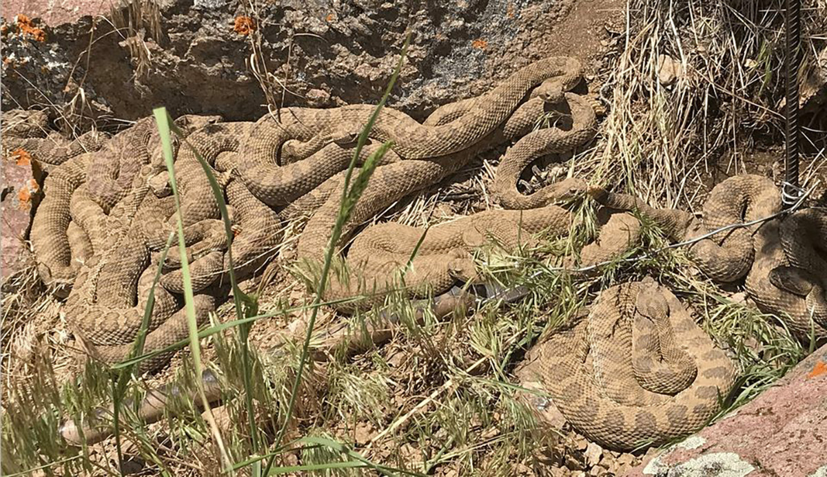 Live camera from the rattlesnake den - My, Reptiles, Snake, Rattlesnake, Herpetology, Online, Video, Youtube, Longpost