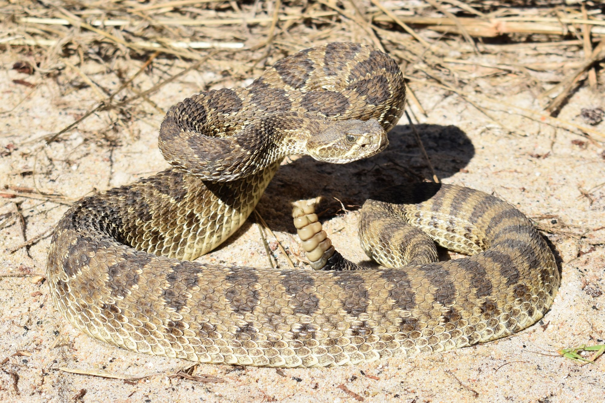 Live camera from the rattlesnake den - My, Reptiles, Snake, Rattlesnake, Herpetology, Online, Video, Youtube, Longpost