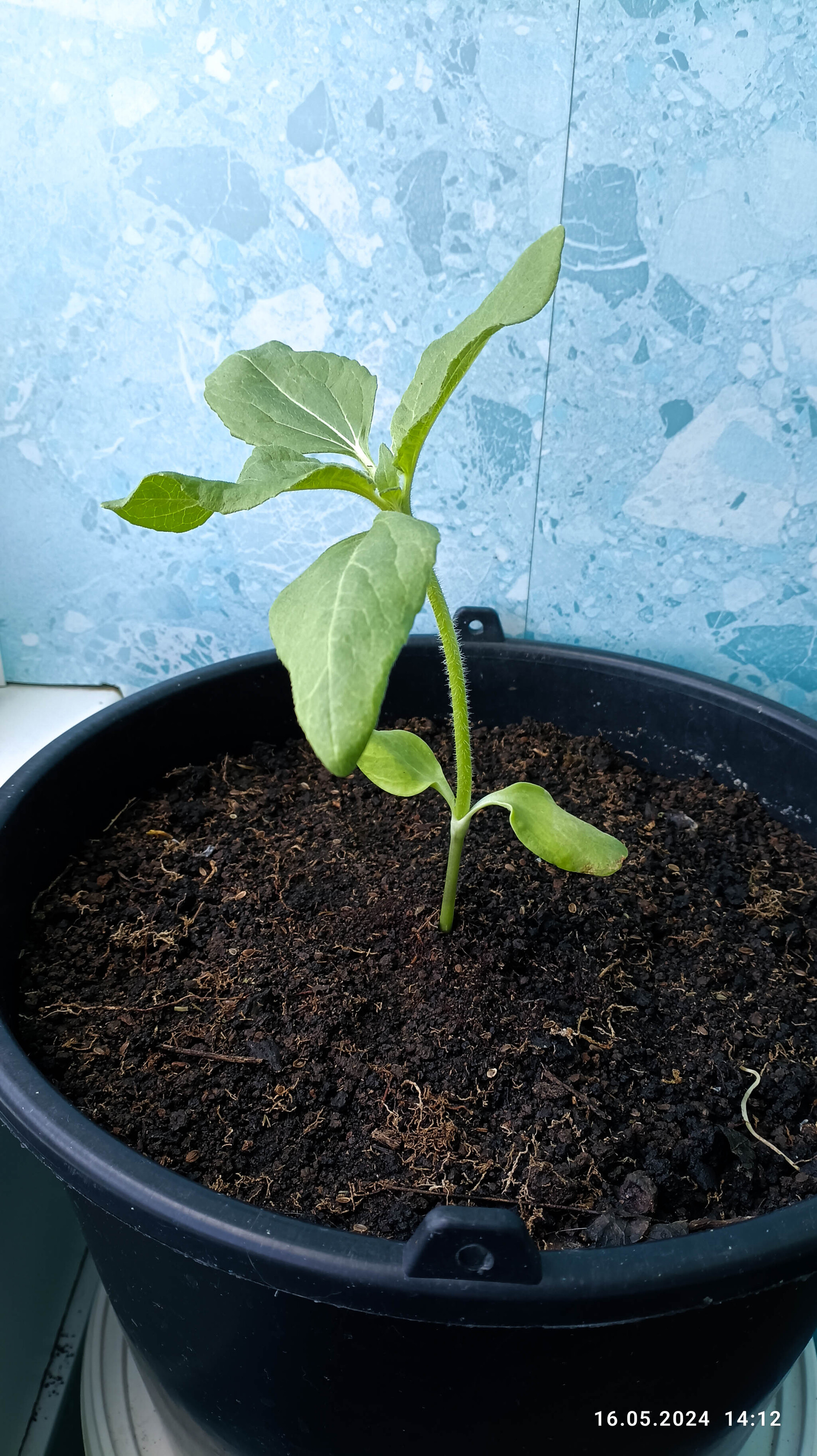 Vegetable garden all year round. Sunflower - My, Vegetable garden on the windowsill, Sunflower, Garden, Garden, Gardening, Houseplants, Longpost