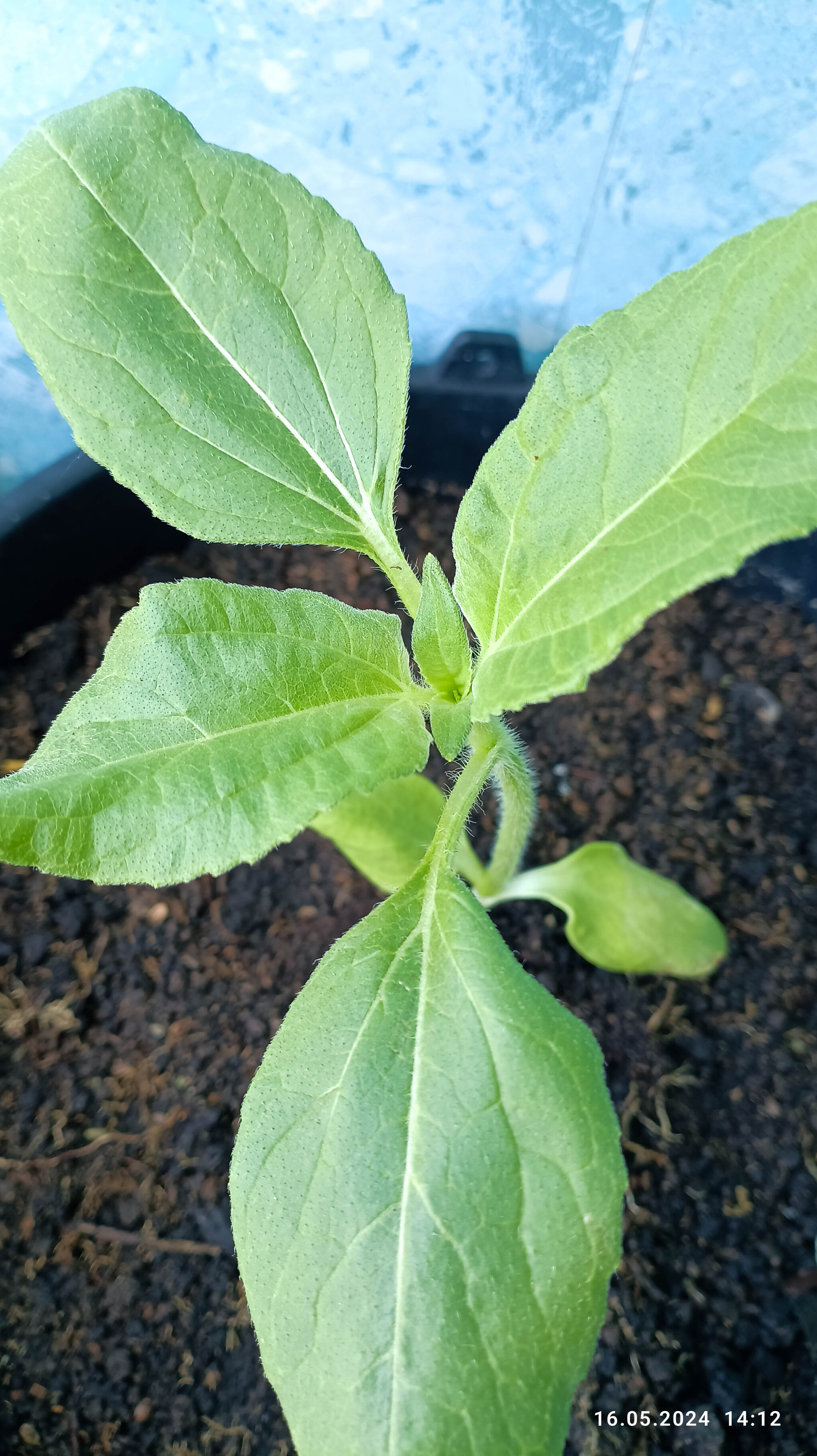 Vegetable garden all year round. Sunflower - My, Vegetable garden on the windowsill, Sunflower, Garden, Garden, Gardening, Houseplants, Longpost