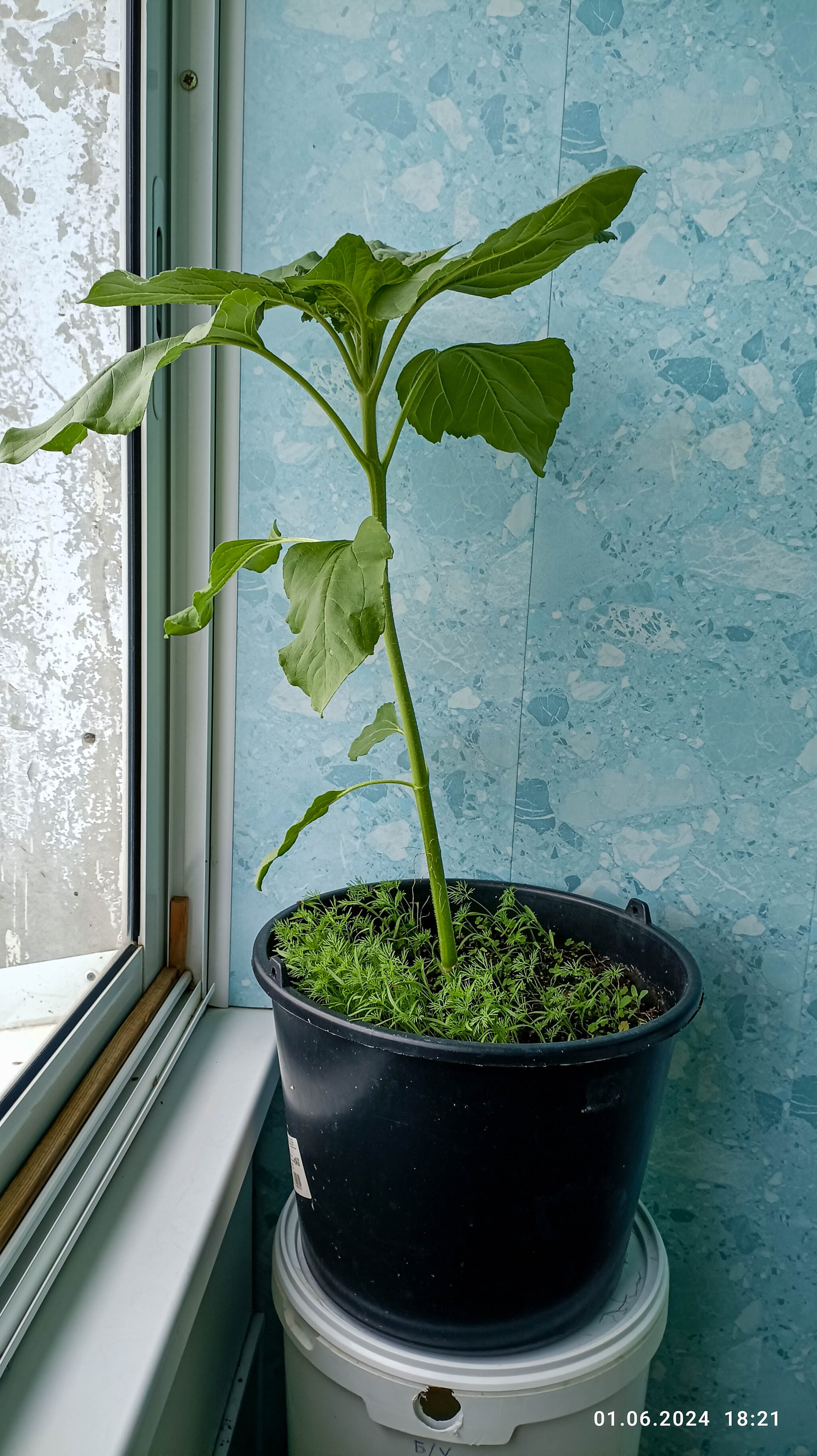 Vegetable garden all year round. Sunflower - My, Vegetable garden on the windowsill, Sunflower, Garden, Garden, Gardening, Houseplants, Longpost