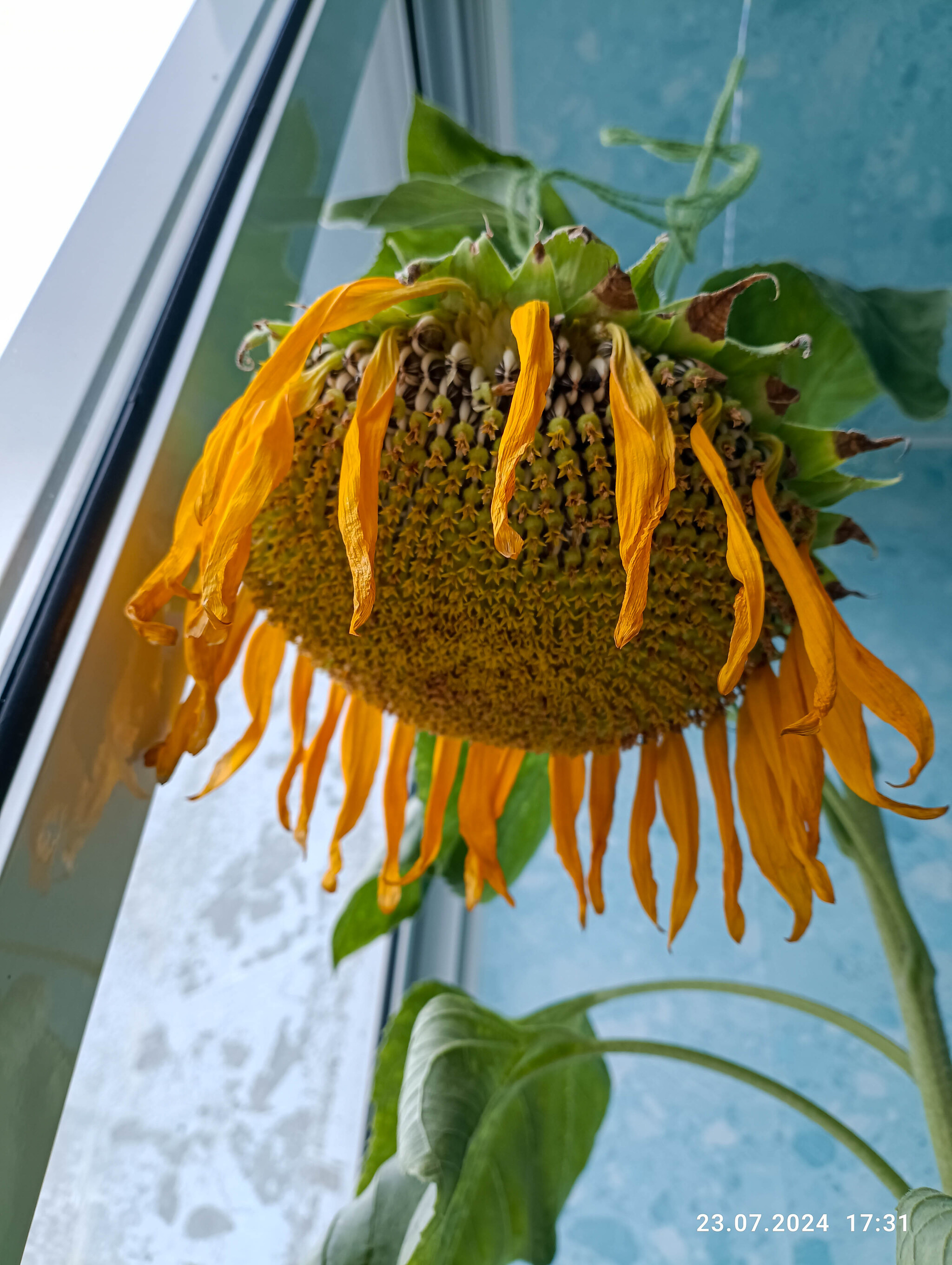 Vegetable garden all year round. Sunflower - My, Vegetable garden on the windowsill, Sunflower, Garden, Garden, Gardening, Houseplants, Longpost