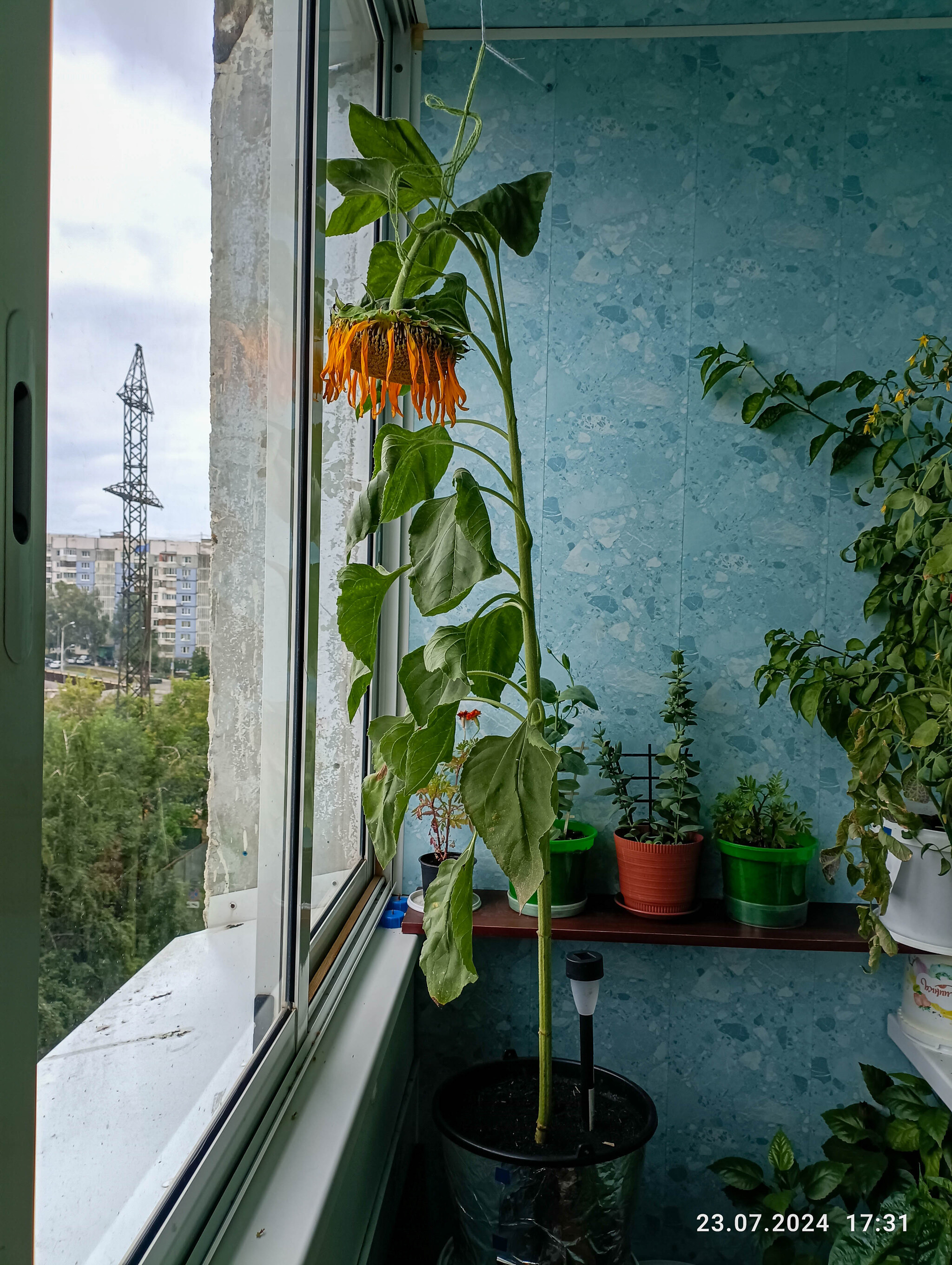 Vegetable garden all year round. Sunflower - My, Vegetable garden on the windowsill, Sunflower, Garden, Garden, Gardening, Houseplants, Longpost