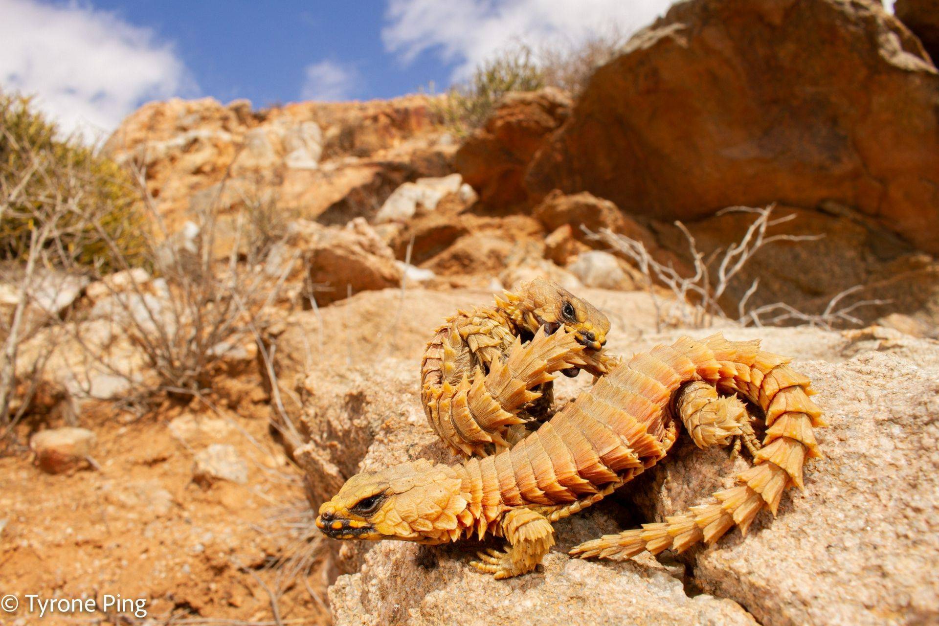 Armored lizard similar to Pokemon - My, Biology, Around the world, Animals, Nature, In the animal world, wildlife, Rare view, Reptiles, The photo, GIF, Longpost