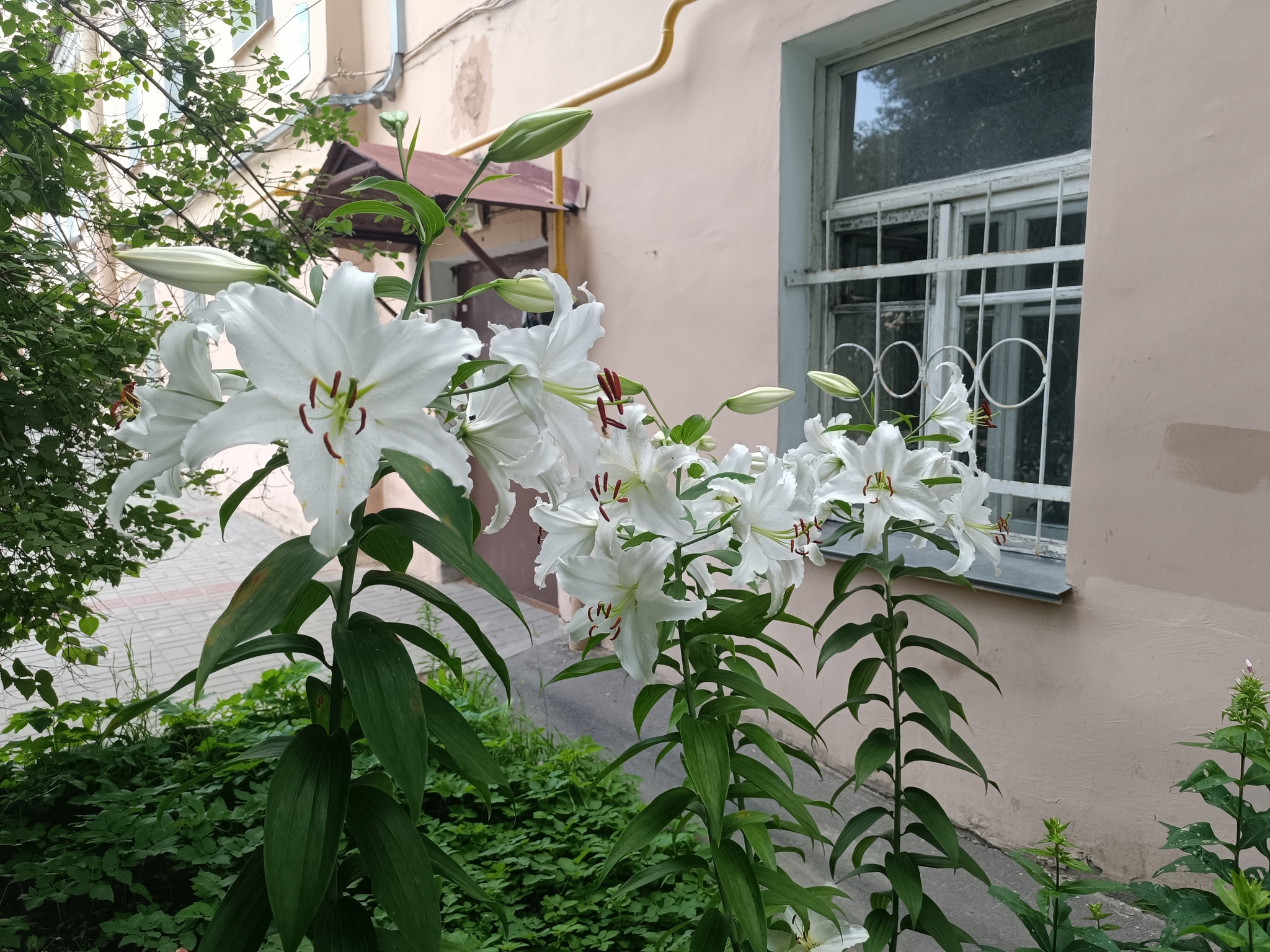 Annual Joy - Courtyard, Saint Petersburg, Cosiness, Heat, beauty, Care, Lily, Flowers, Gratitude, Summer, Longpost