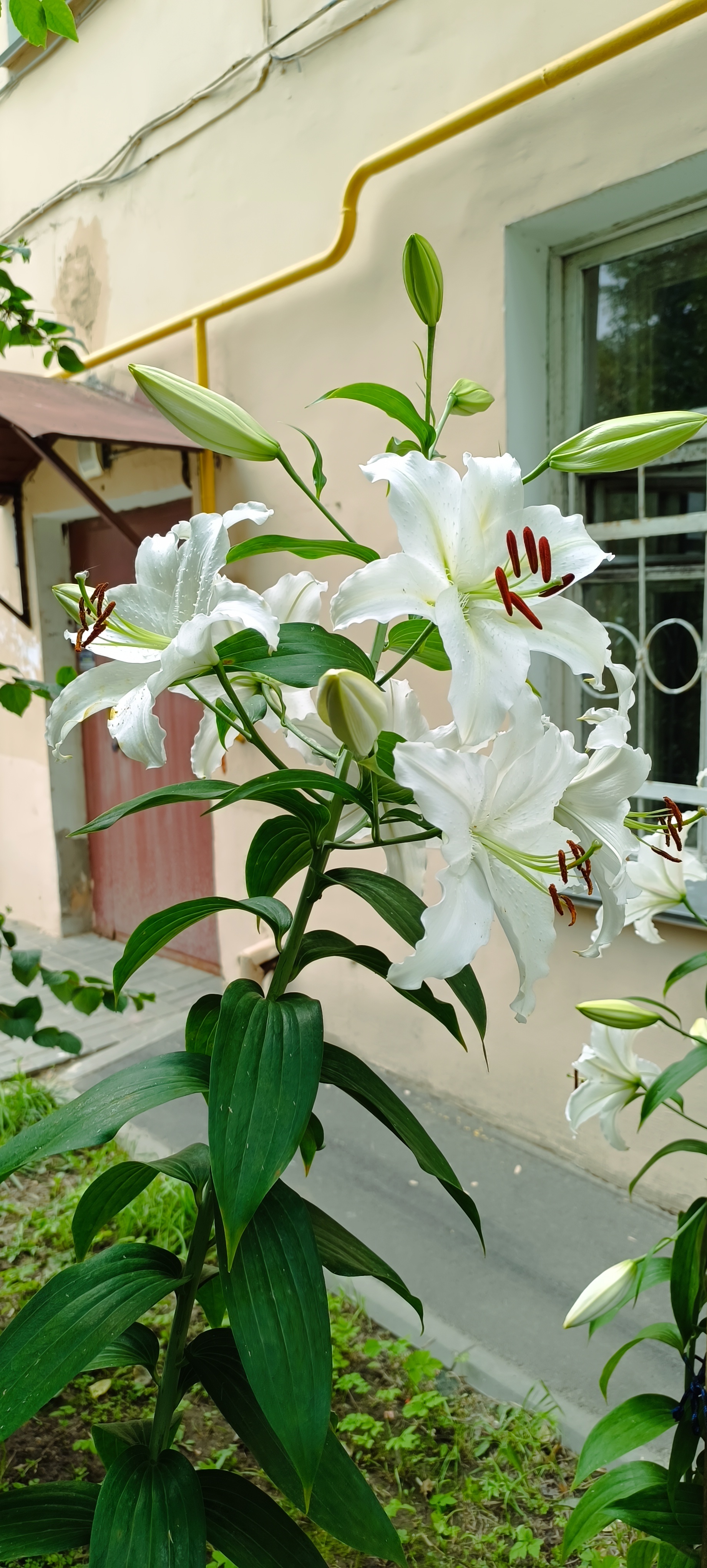 Annual Joy - Courtyard, Saint Petersburg, Cosiness, Heat, beauty, Care, Lily, Flowers, Gratitude, Summer, Longpost