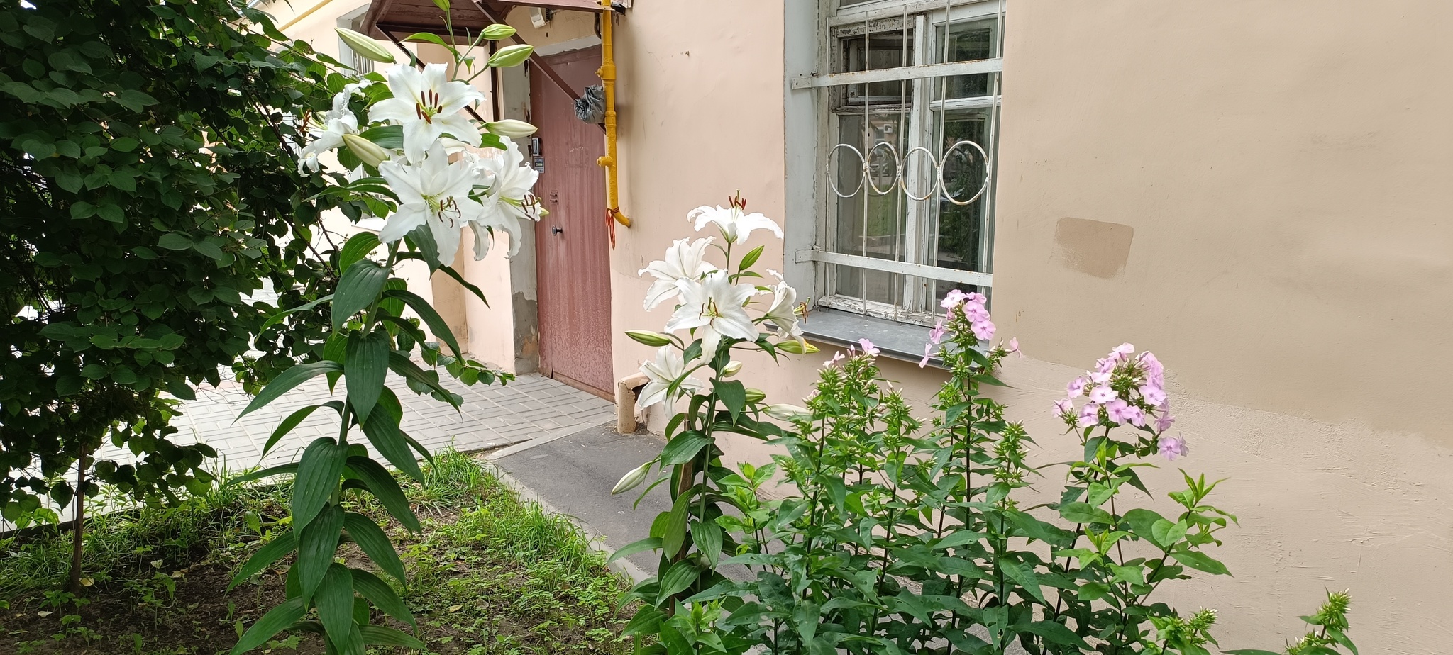 Annual Joy - Courtyard, Saint Petersburg, Cosiness, Heat, beauty, Care, Lily, Flowers, Gratitude, Summer, Longpost