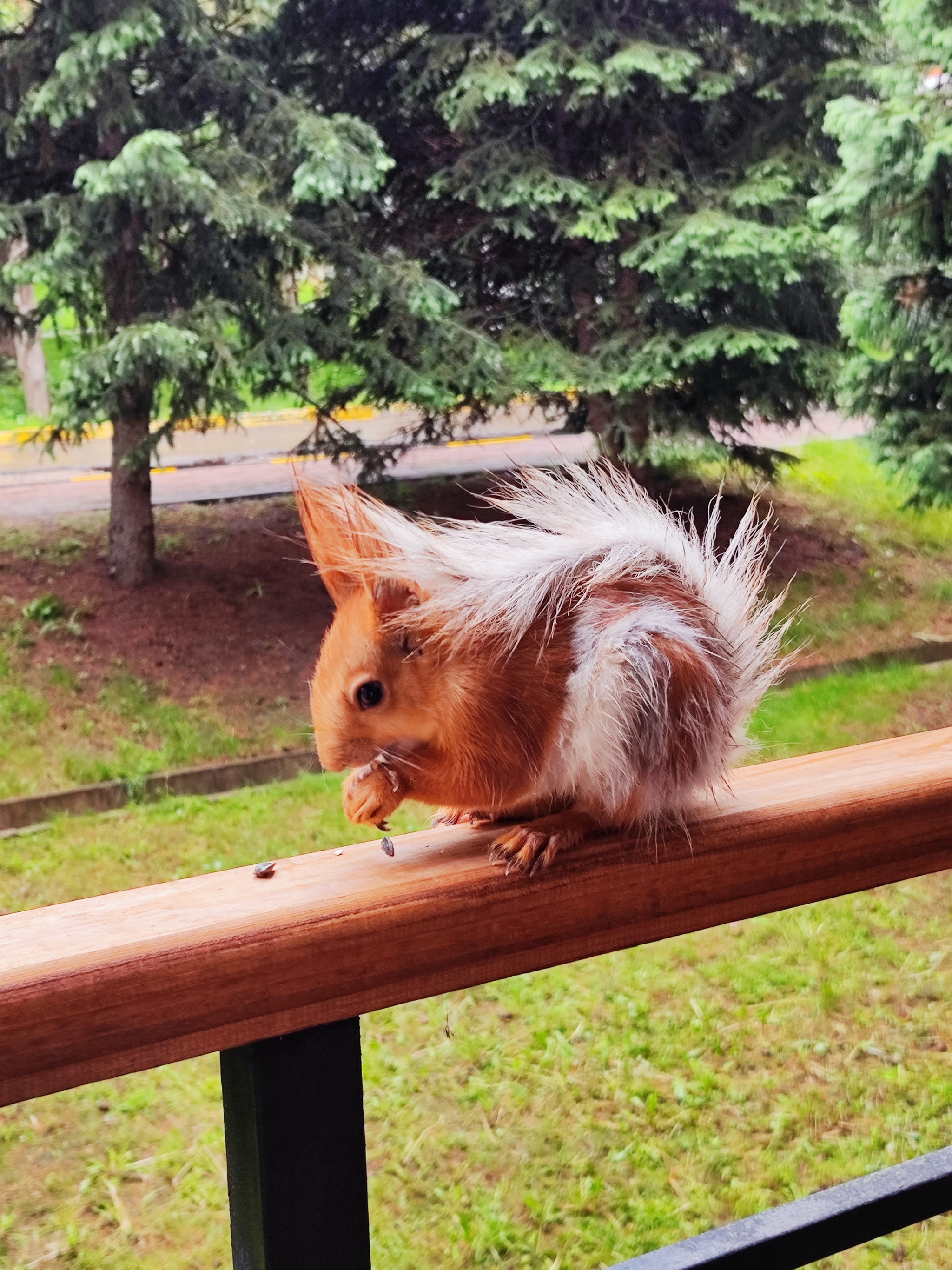 Kazakhstan. Sanatorium complex Okzhetpes Almaty. A beautiful place to relax from the city noise - My, Kazakhstan, Almaty, Nature, Squirrel, Longpost