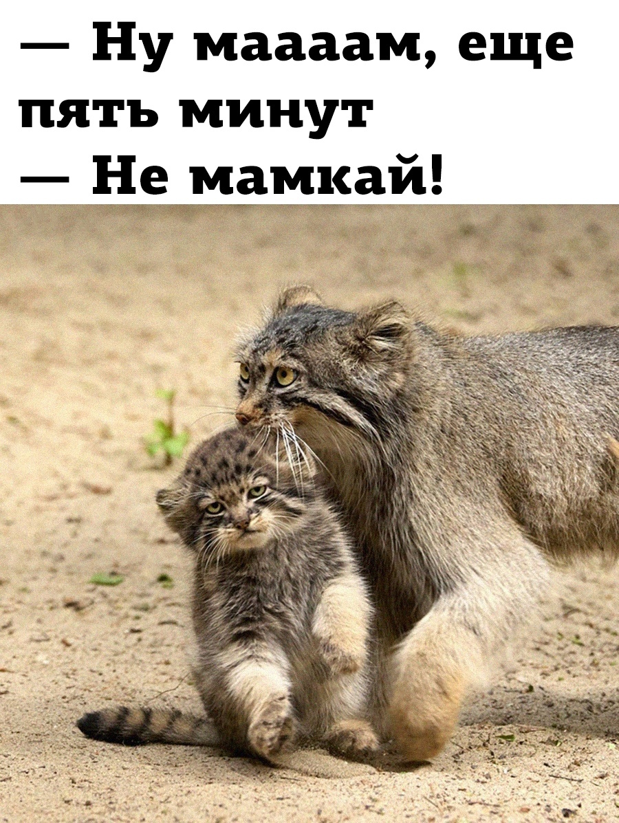 Manulka - cat, Humor, Picture with text, Pallas' cat, Transfer, 5 minutes