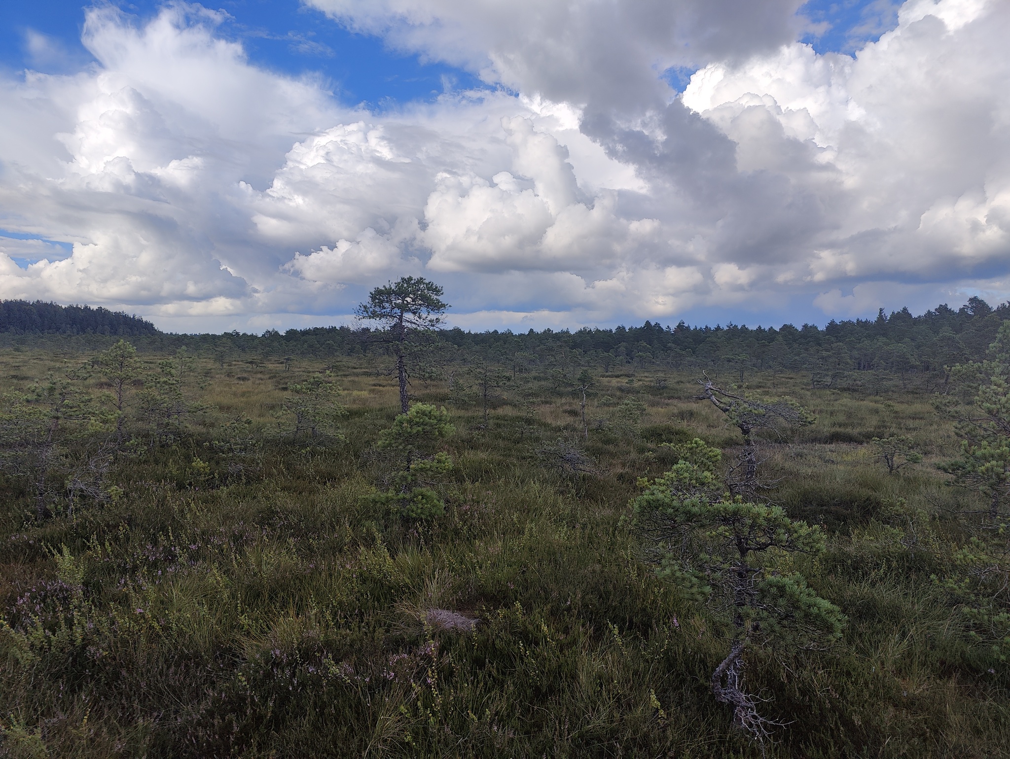 In the swamps - My, Nature, Swamp, Longpost