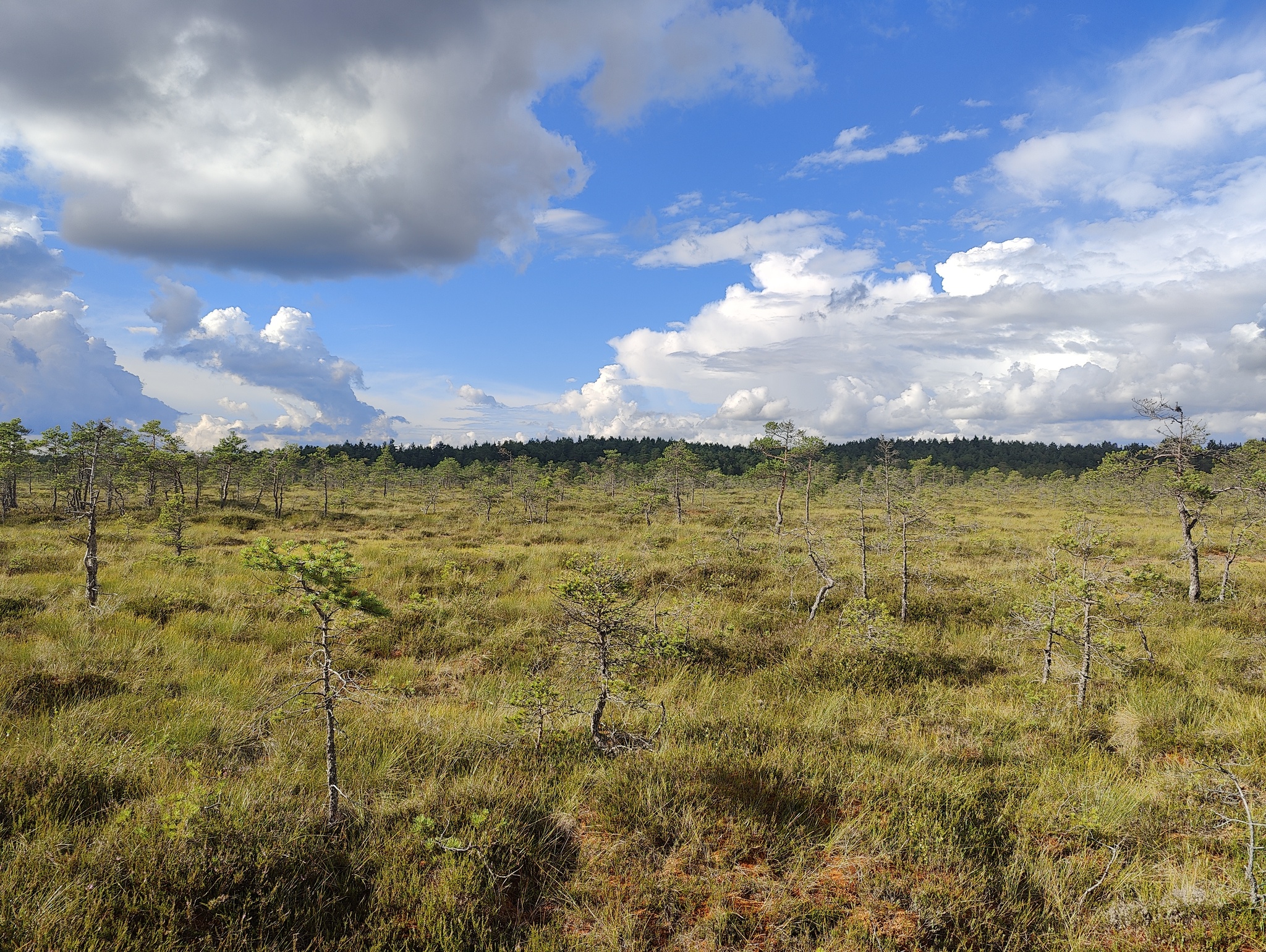 In the swamps - My, Nature, Swamp, Longpost