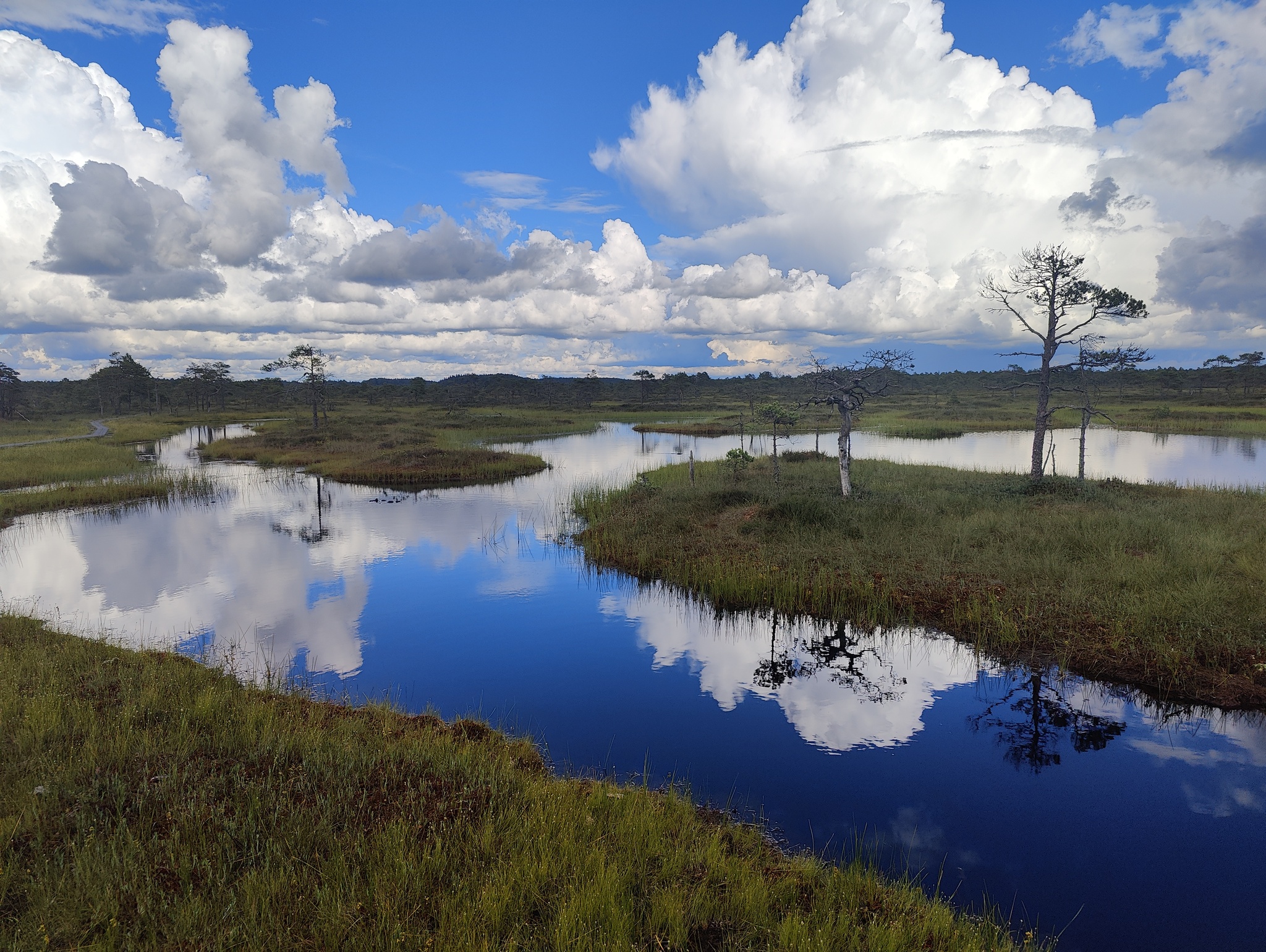 In the swamps - My, Nature, Swamp, Longpost