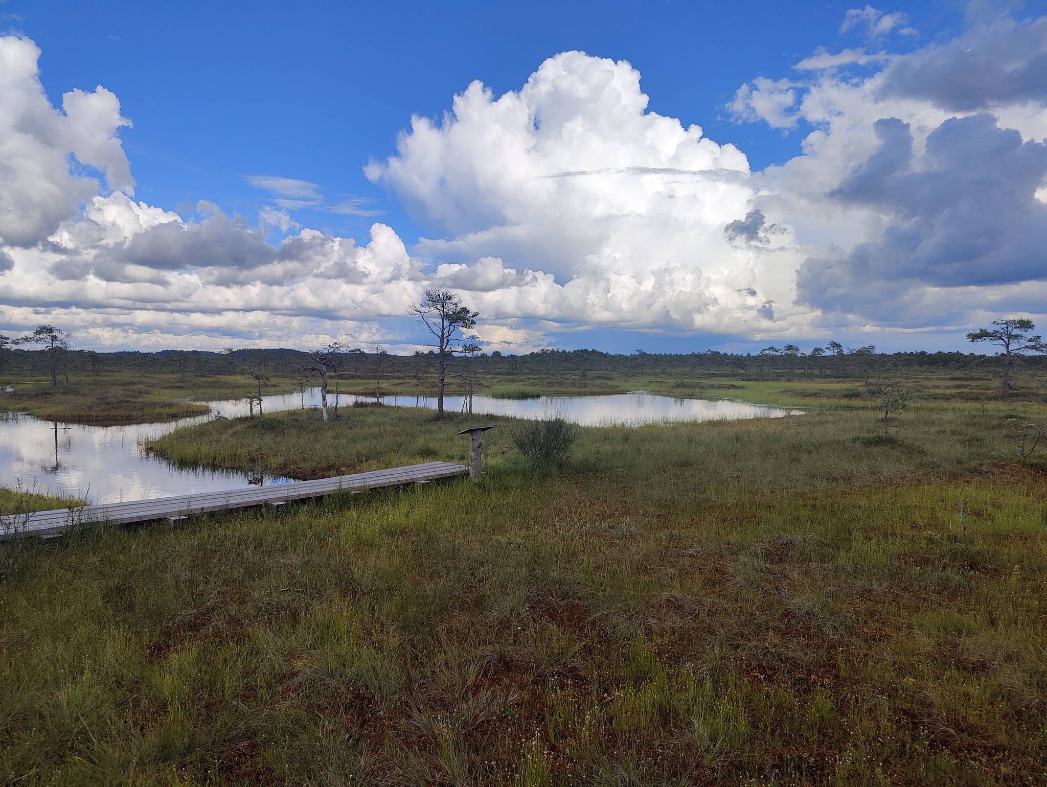 In the swamps - My, Nature, Swamp, Longpost