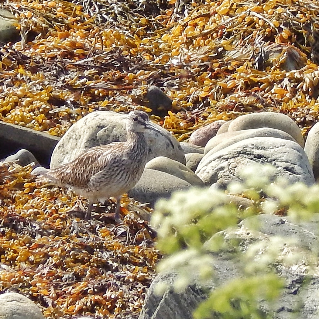 Curlew - My, Birds, North, The photo