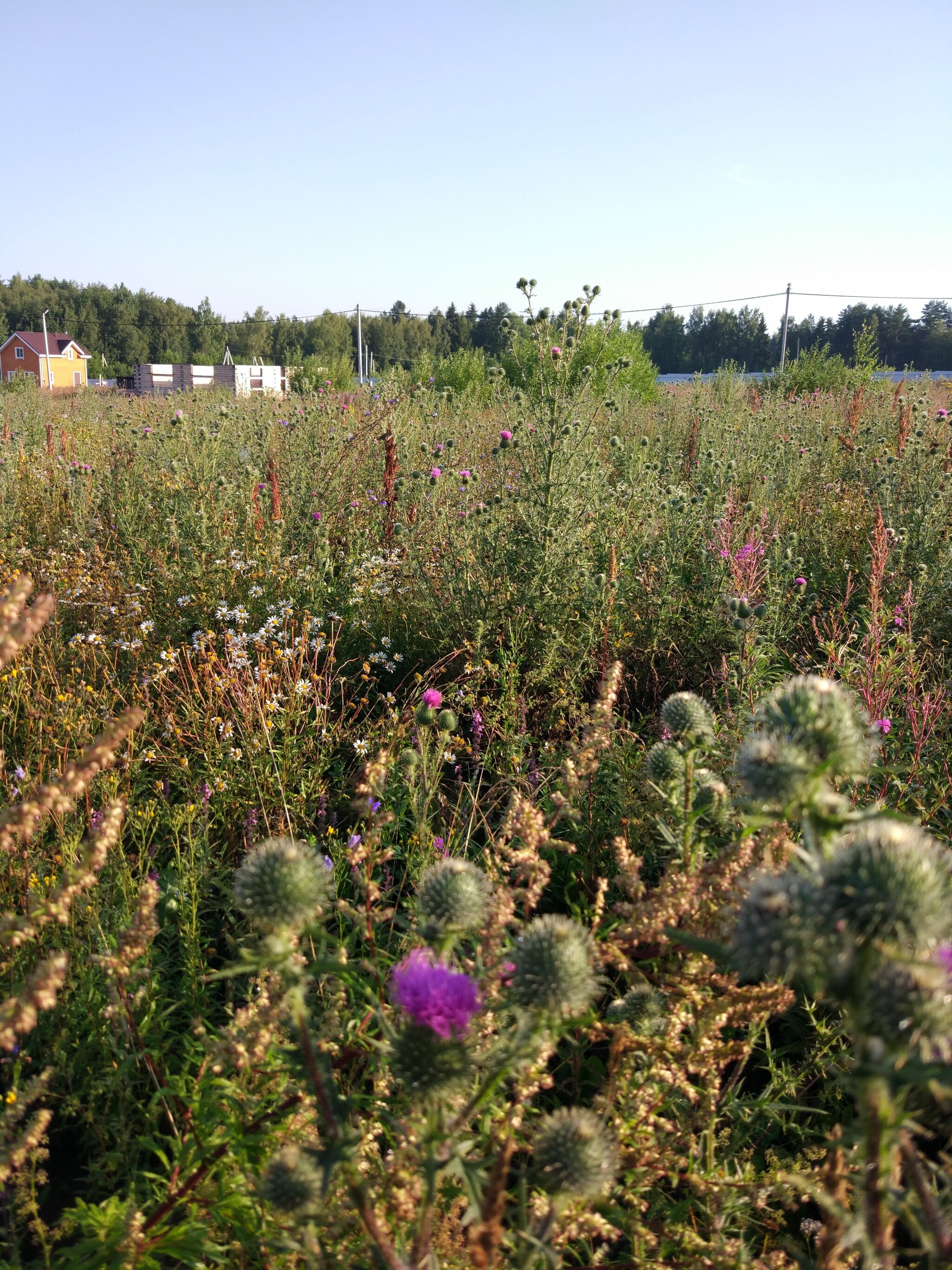 Forbs - My, Field, Flowers, beauty, Nature