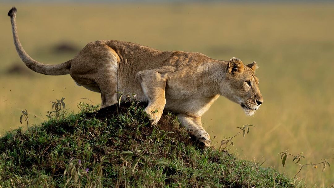 A lioness rises from a termite mound to play with her cubs - Lioness, a lion, Big cats, Cat family, Predatory animals, Wild animals, wildlife, Reserves and sanctuaries, Masai Mara, Africa, The photo, Termitary