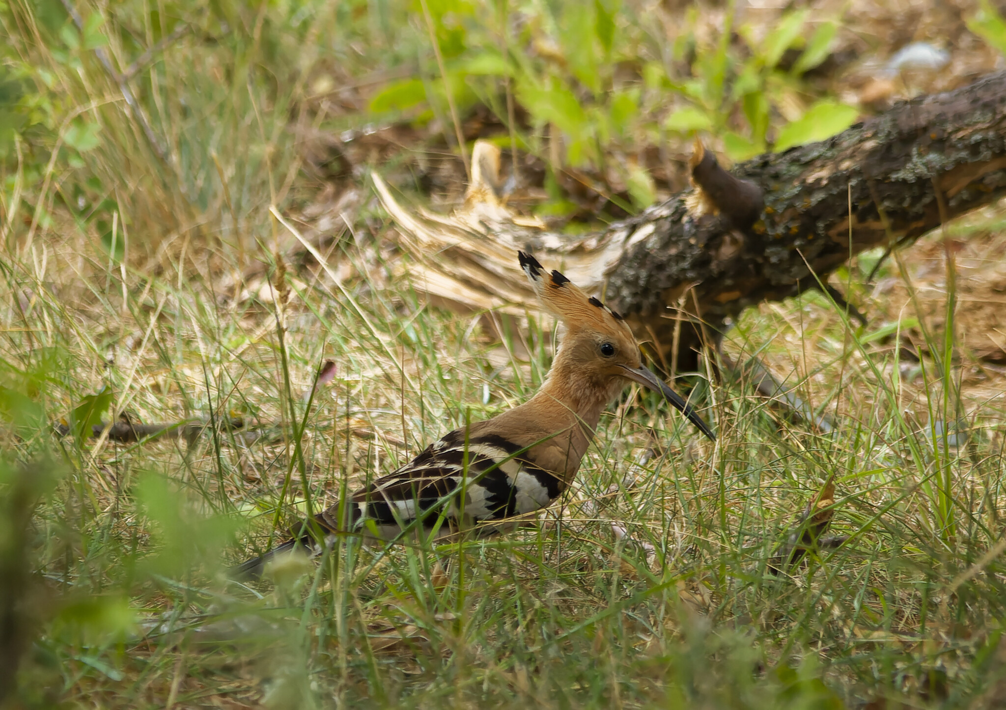 New route - My, The nature of Russia, Photo hunting, Nature, Birds, Hobby, wildlife, LPR, Donbass, Steppe, Bird watching, Summer, Video, Video VK, Longpost