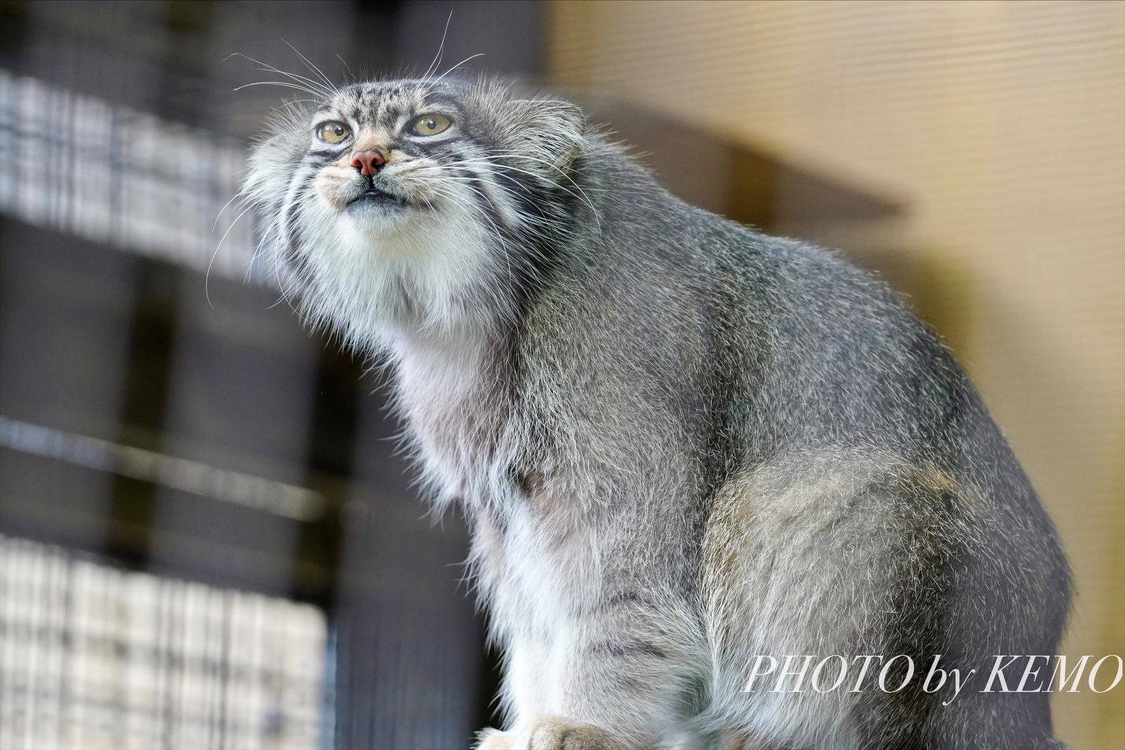 Hmmm...it seems like they're bringing lunch - Wild animals, Zoo, Predatory animals, Cat family, Pallas' cat, Small cats, Yawn