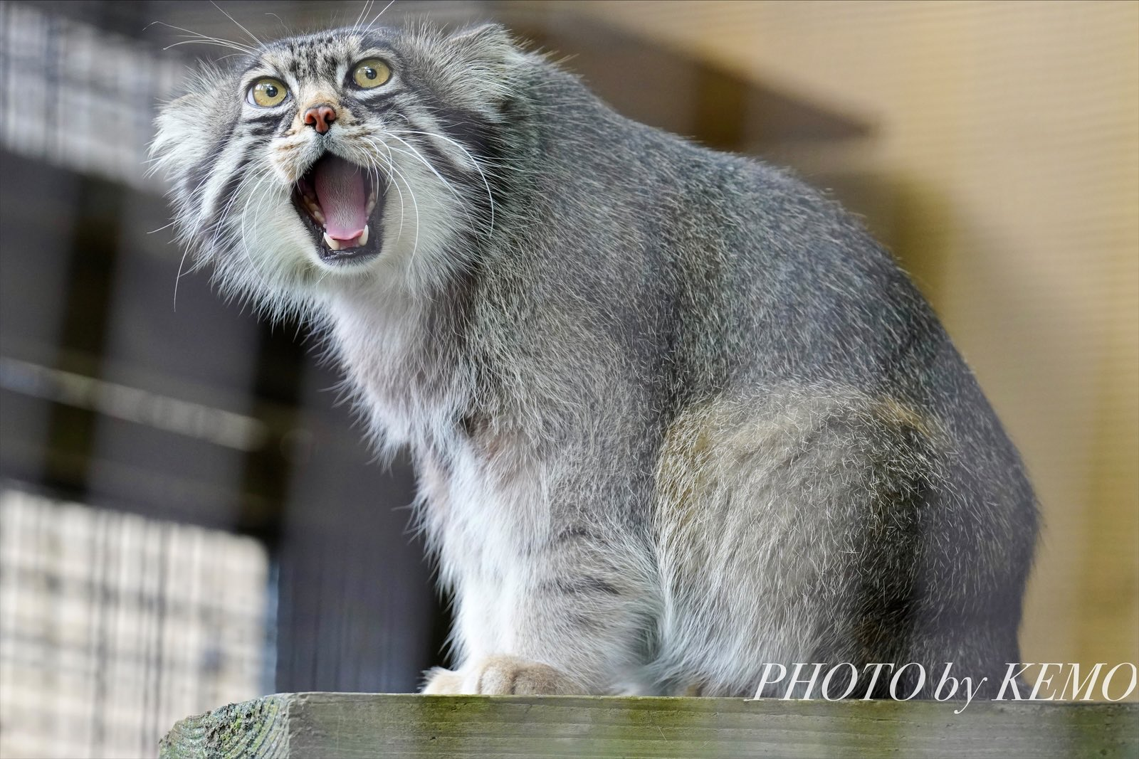 Hmmm...it seems like they're bringing lunch - Wild animals, Zoo, Predatory animals, Cat family, Pallas' cat, Small cats, Yawn