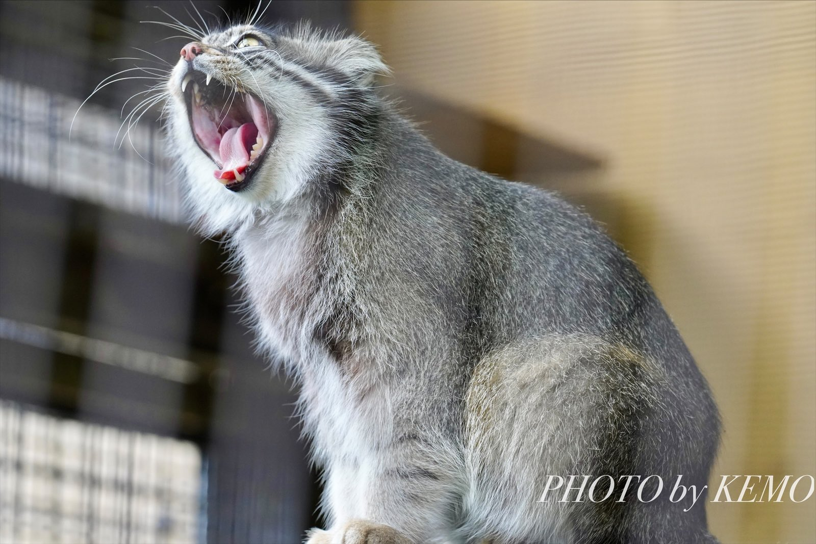 Hmmm...it seems like they're bringing lunch - Wild animals, Zoo, Predatory animals, Cat family, Pallas' cat, Small cats, Yawn