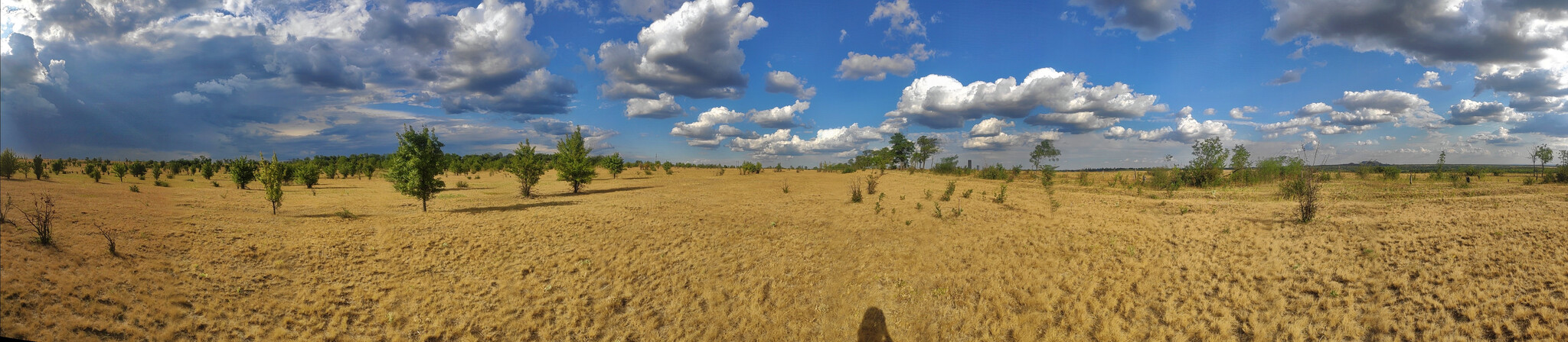 New route - My, The nature of Russia, Photo hunting, Nature, Birds, Hobby, wildlife, LPR, Donbass, Steppe, Bird watching, Summer, Video, Video VK, Longpost