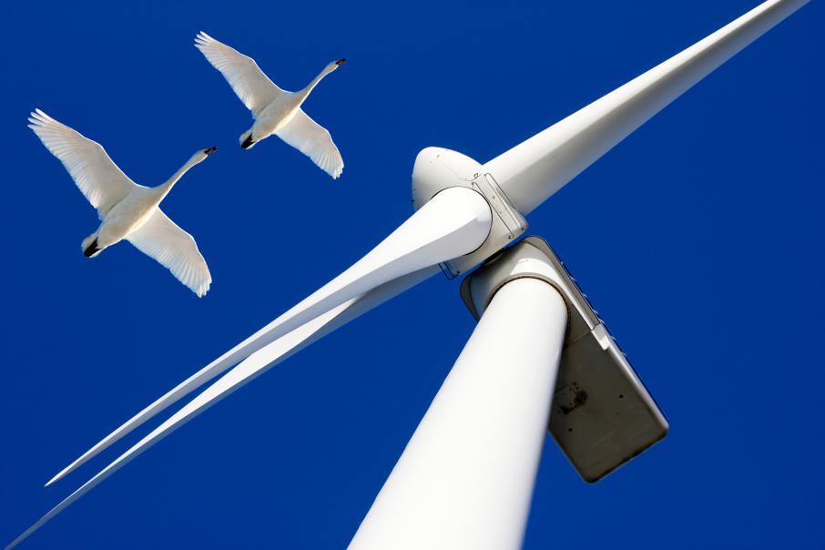 Is it true that wind turbines kill birds and bats? - My, Wind generator, Wind power, Birds, Energy, Energy (energy production), Bat, Telegram (link)