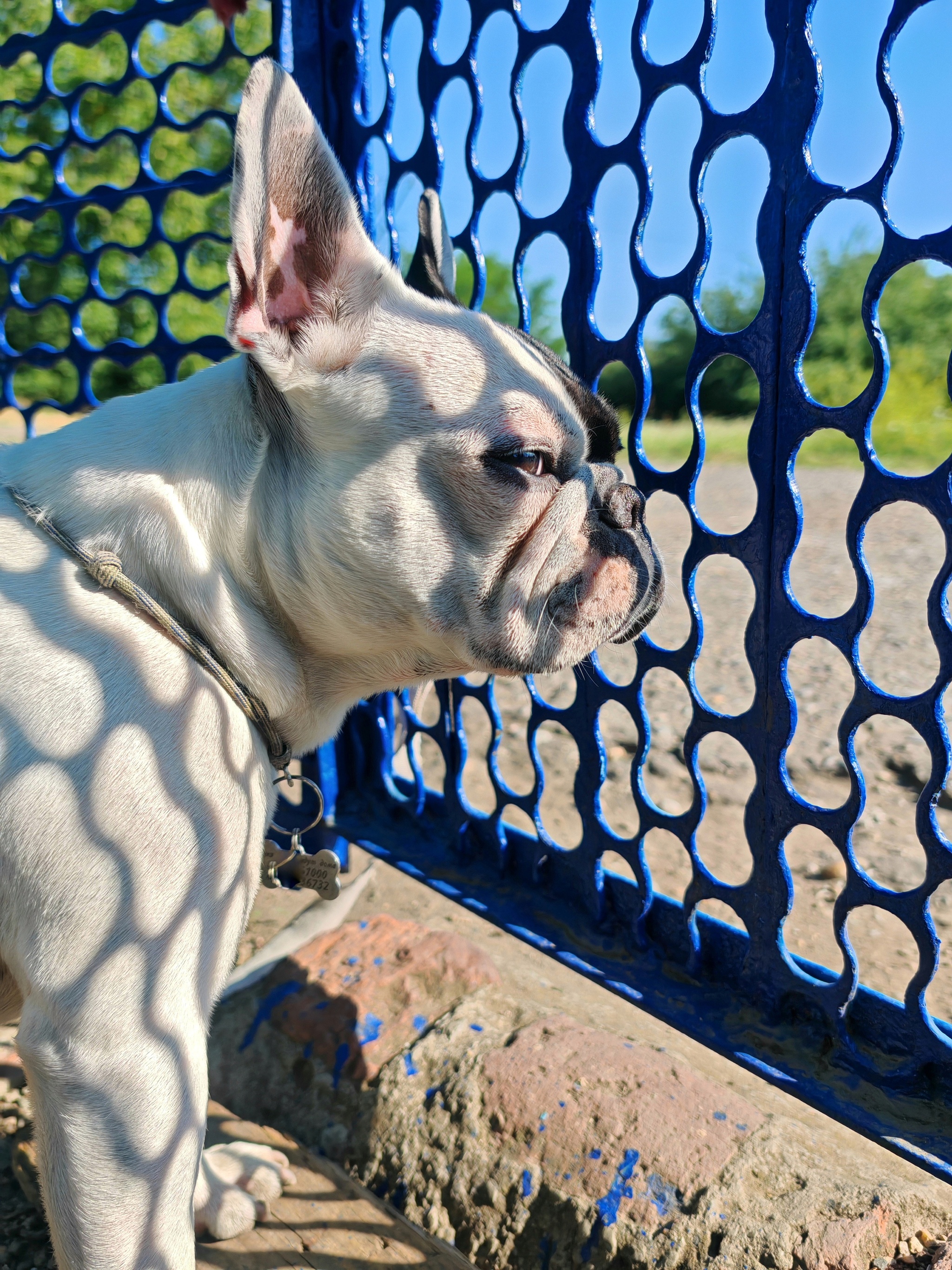 Waiting for the hostess - My, Dog, French Bulldog, Devotion, Pets, The photo