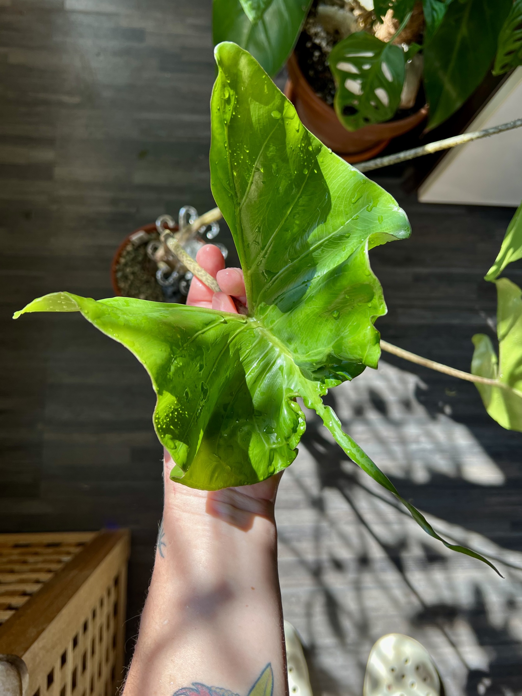 Twenty-one alocasia - My, Houseplants, Plants, Alocasia, Aroid, Greenhouse, Jungle, Longpost