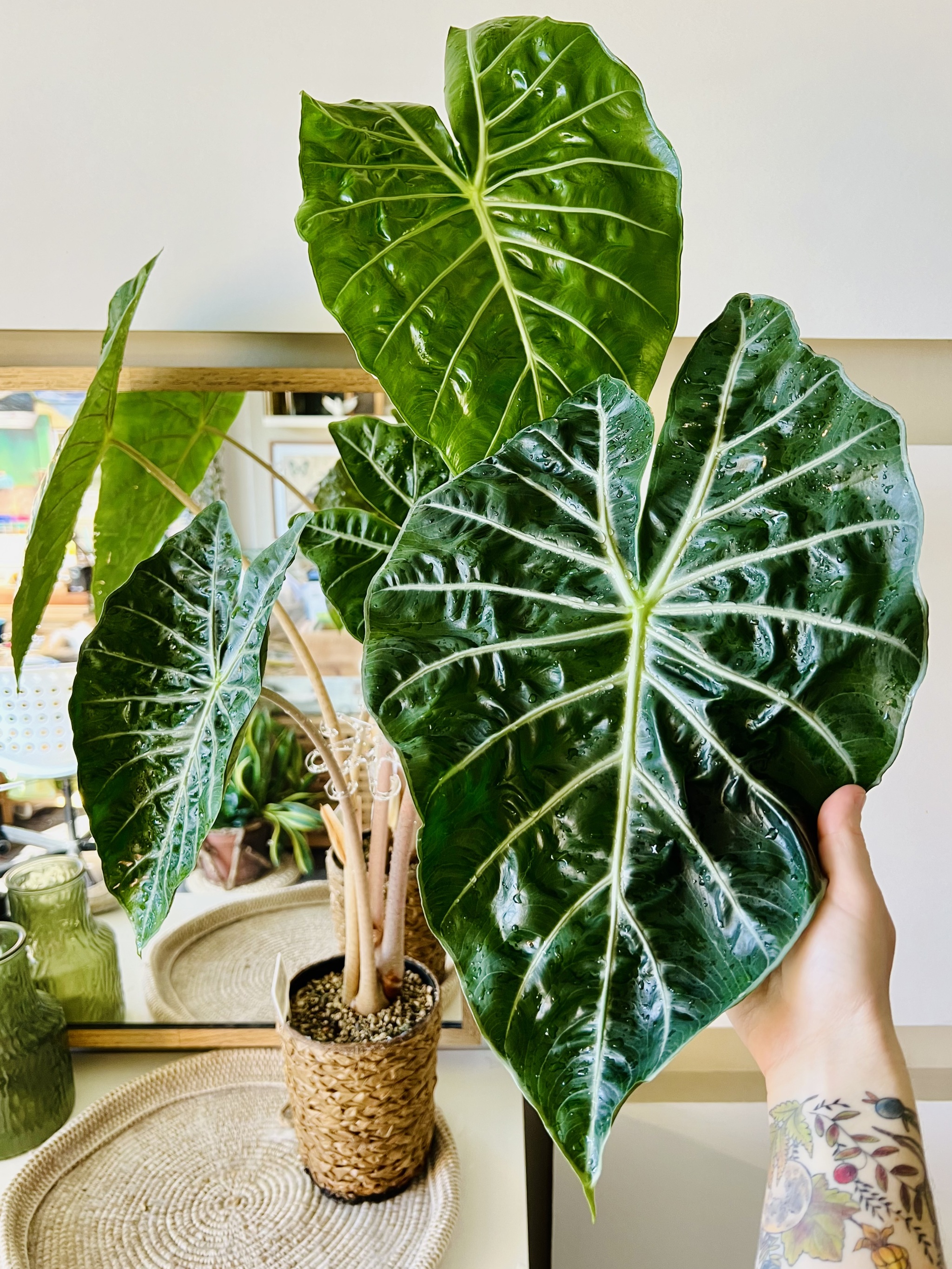 Twenty-one alocasia - My, Houseplants, Plants, Alocasia, Aroid, Greenhouse, Jungle, Longpost