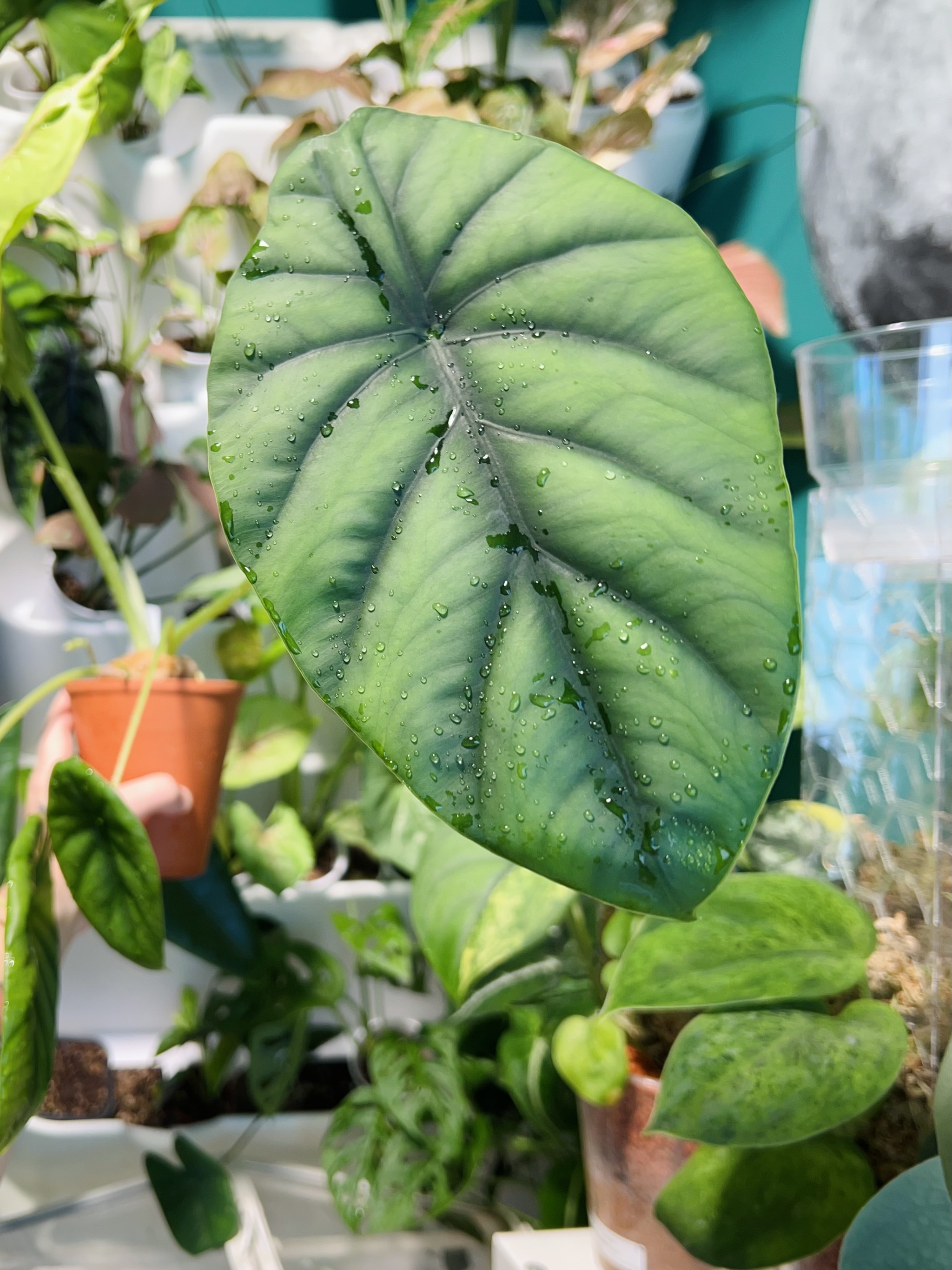 Twenty-one alocasia - My, Houseplants, Plants, Alocasia, Aroid, Greenhouse, Jungle, Longpost