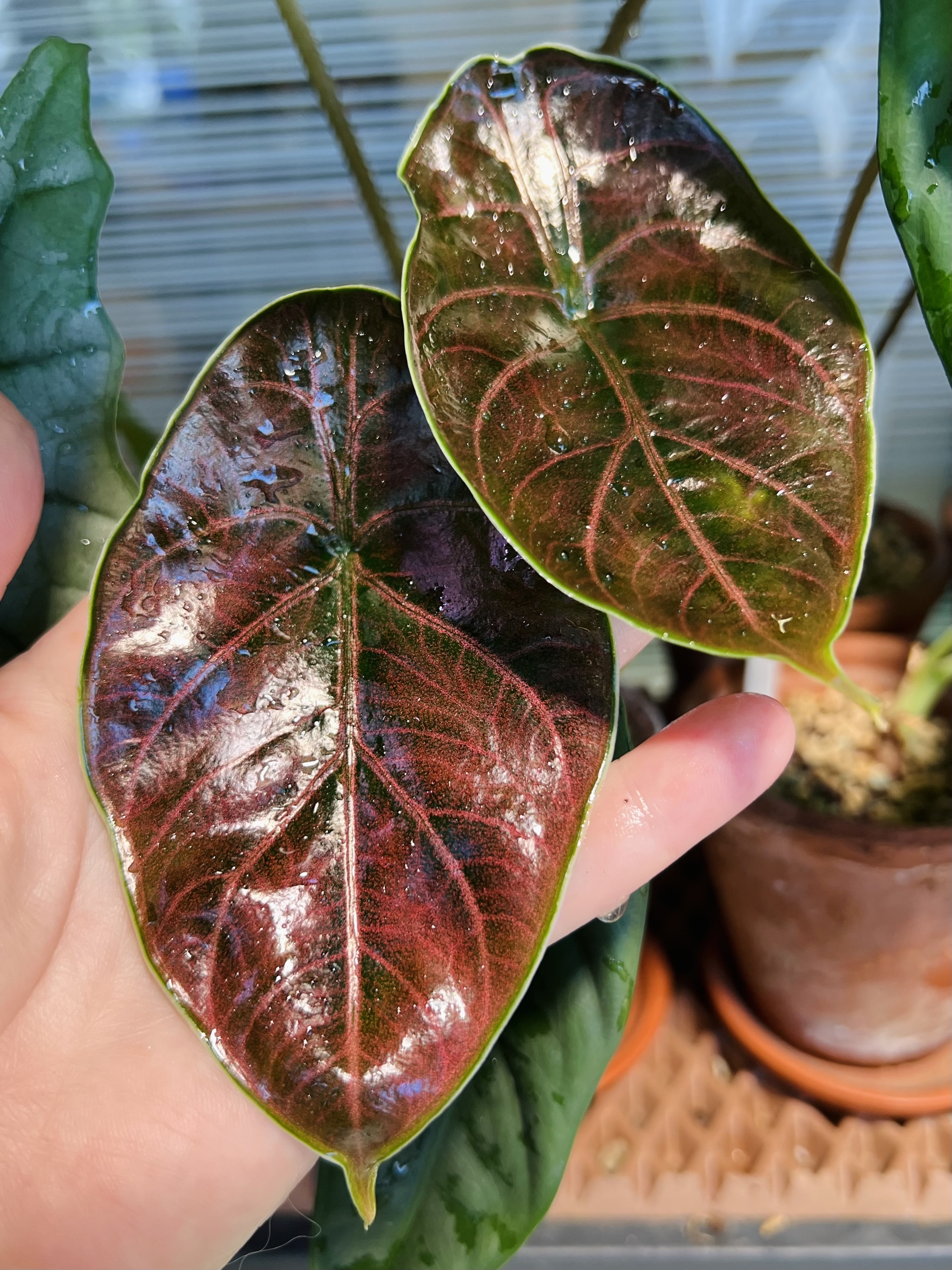 Twenty-one alocasia - My, Houseplants, Plants, Alocasia, Aroid, Greenhouse, Jungle, Longpost