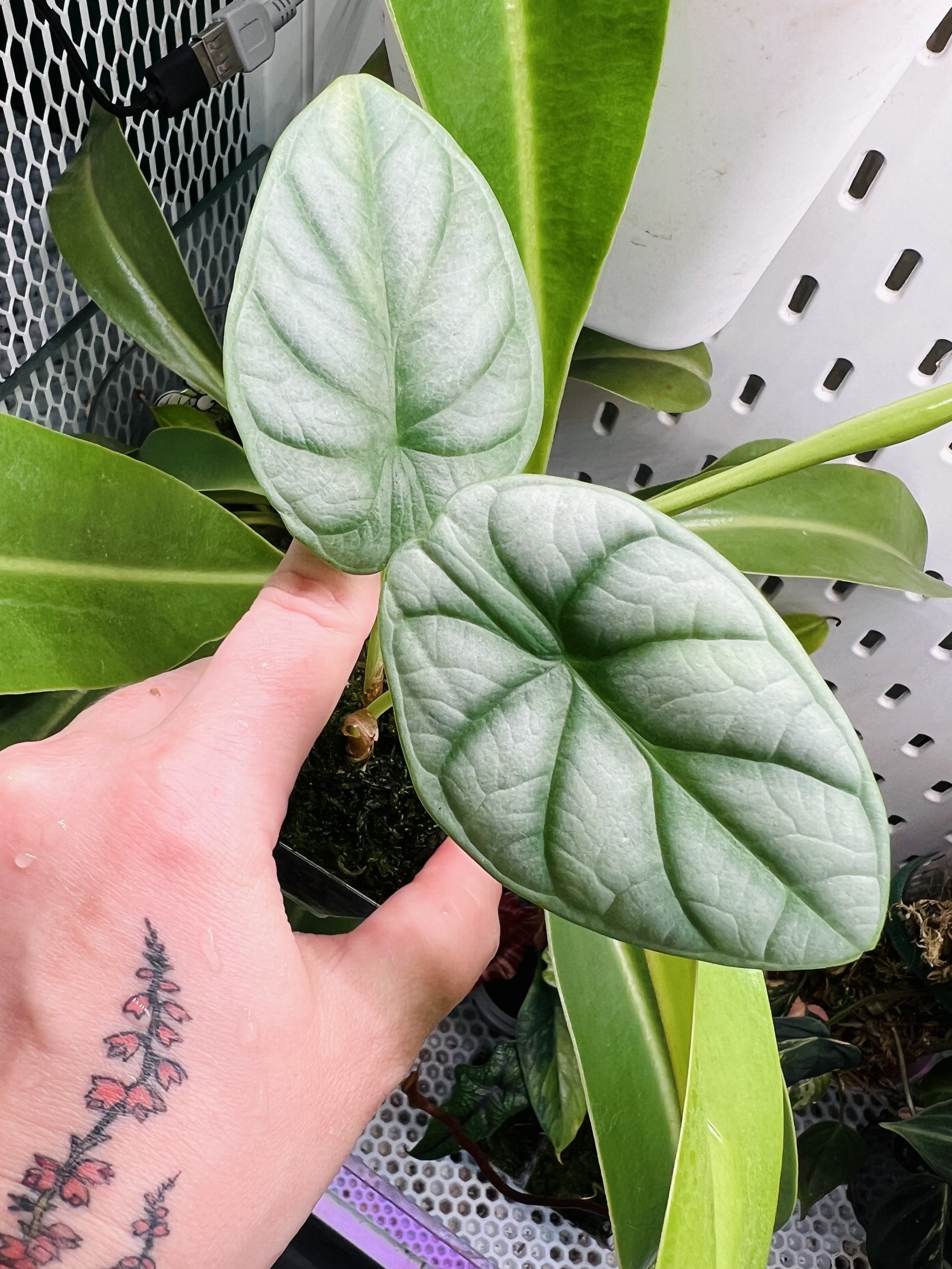 Twenty-one alocasia - My, Houseplants, Plants, Alocasia, Aroid, Greenhouse, Jungle, Longpost