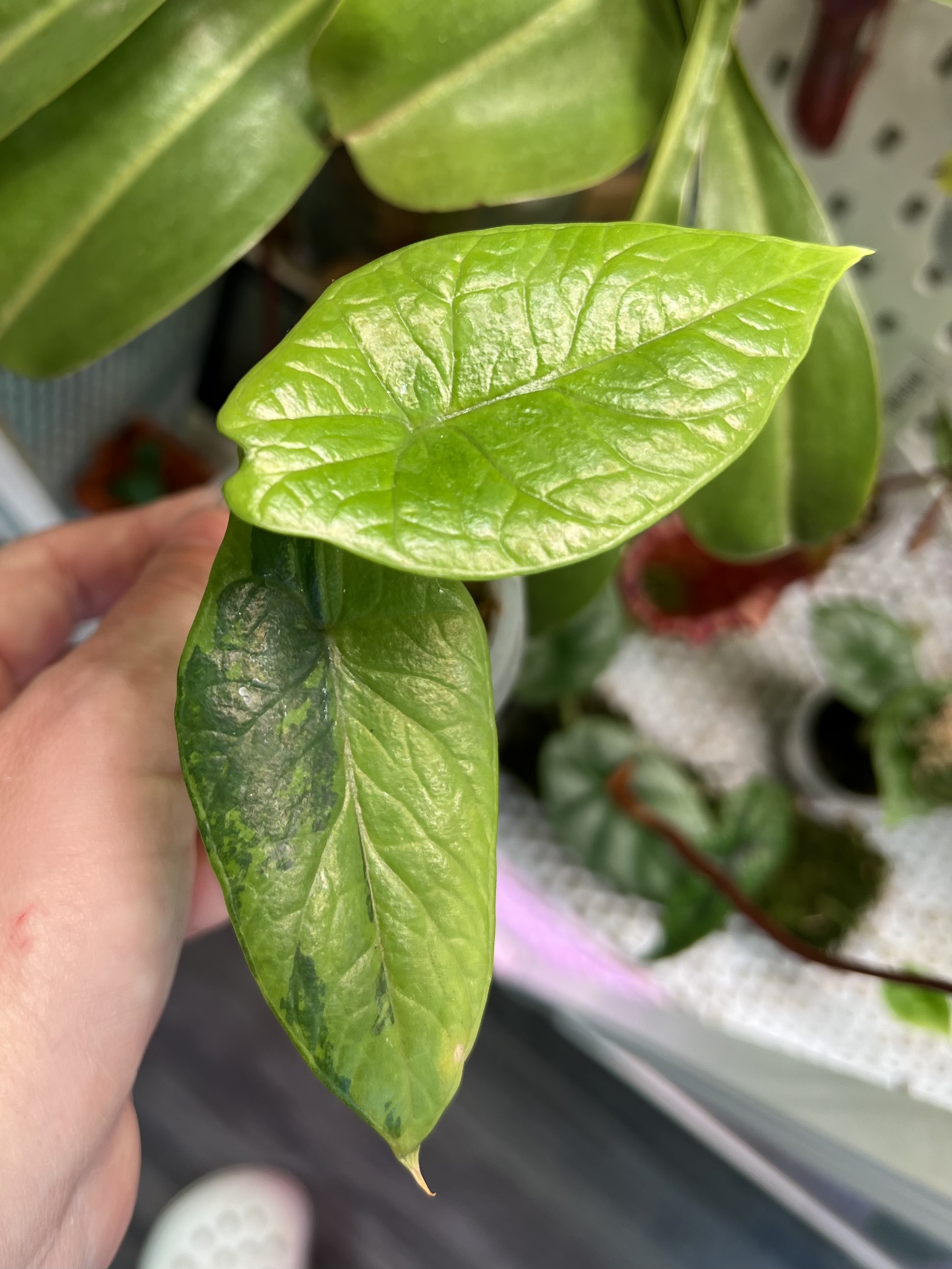 Twenty-one alocasia - My, Houseplants, Plants, Alocasia, Aroid, Greenhouse, Jungle, Longpost