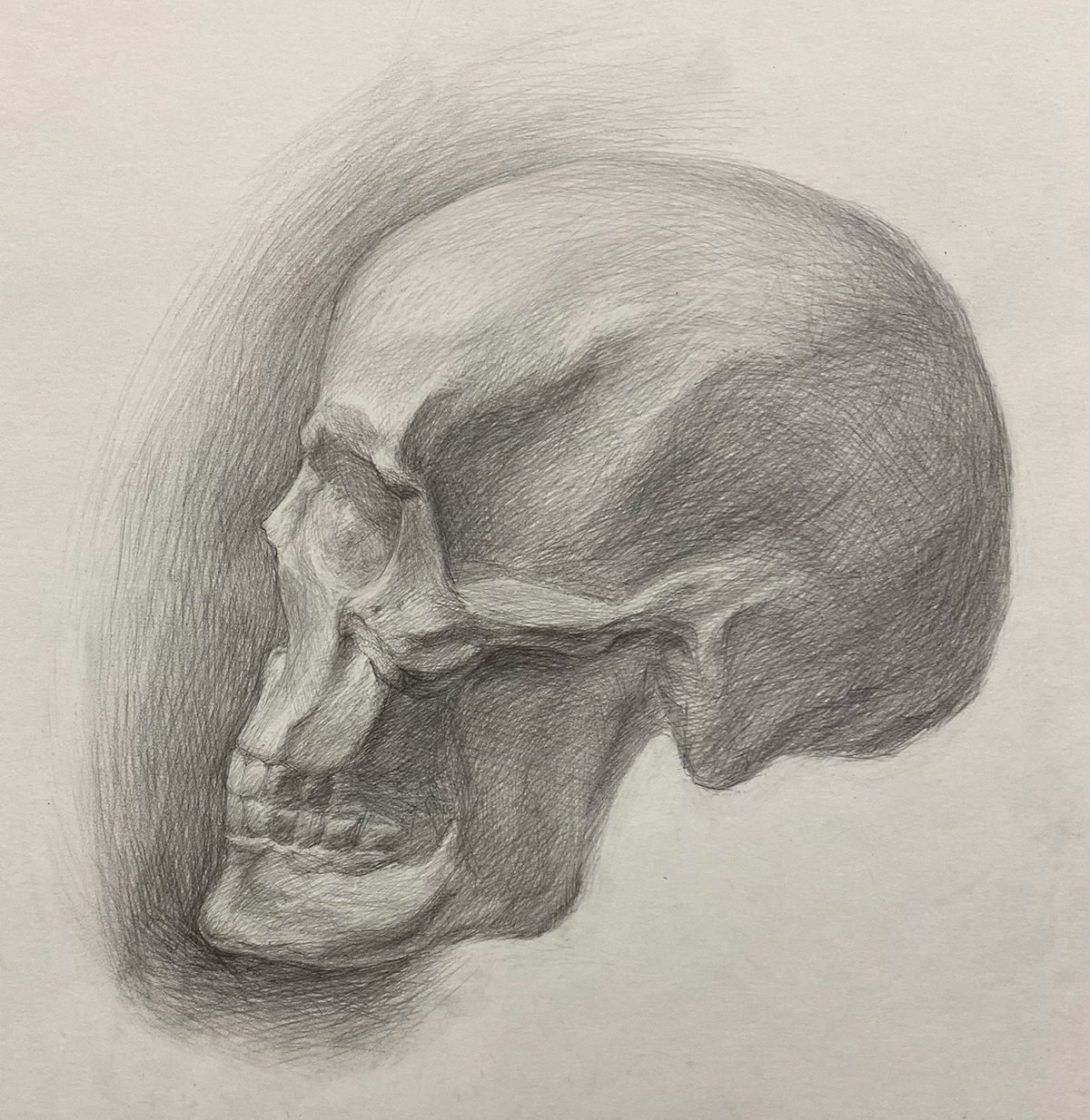 Skull profile + stages - My, Beginner artist, Pencil drawing, Scull, Academic Drawing, Painting, Longpost