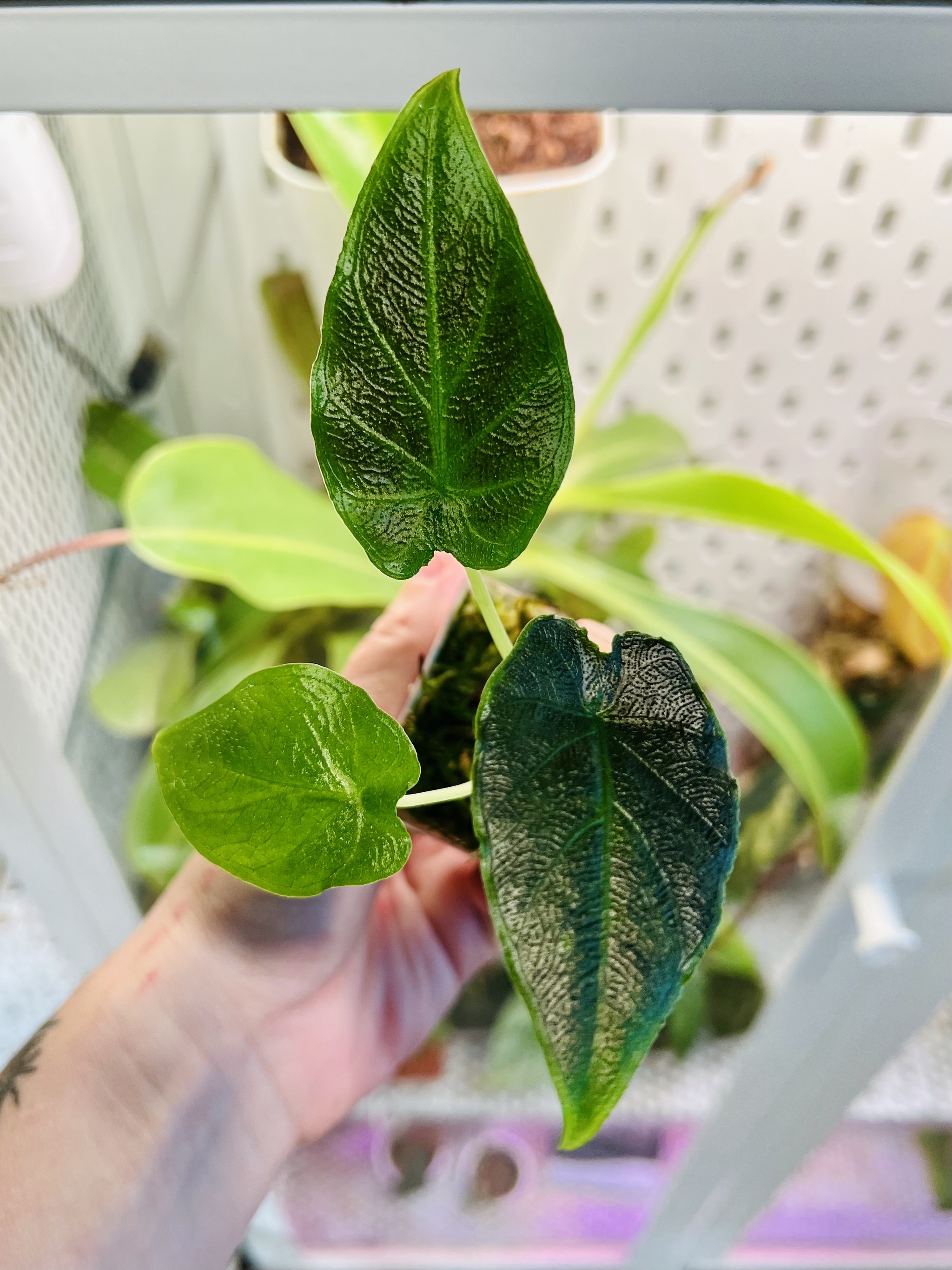 Twenty-one alocasia - My, Houseplants, Plants, Alocasia, Aroid, Greenhouse, Jungle, Longpost