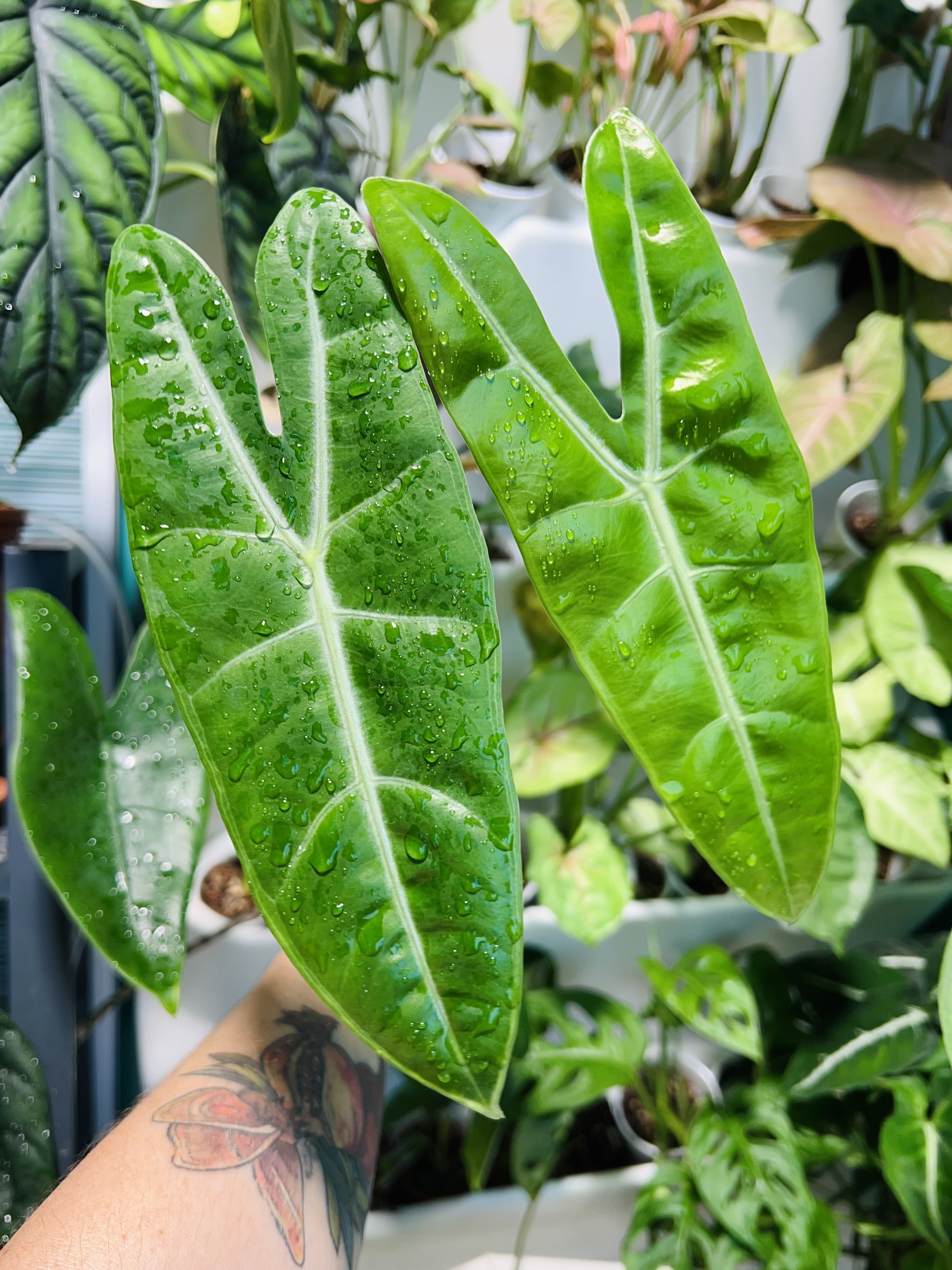 Twenty-one alocasia - My, Houseplants, Plants, Alocasia, Aroid, Greenhouse, Jungle, Longpost