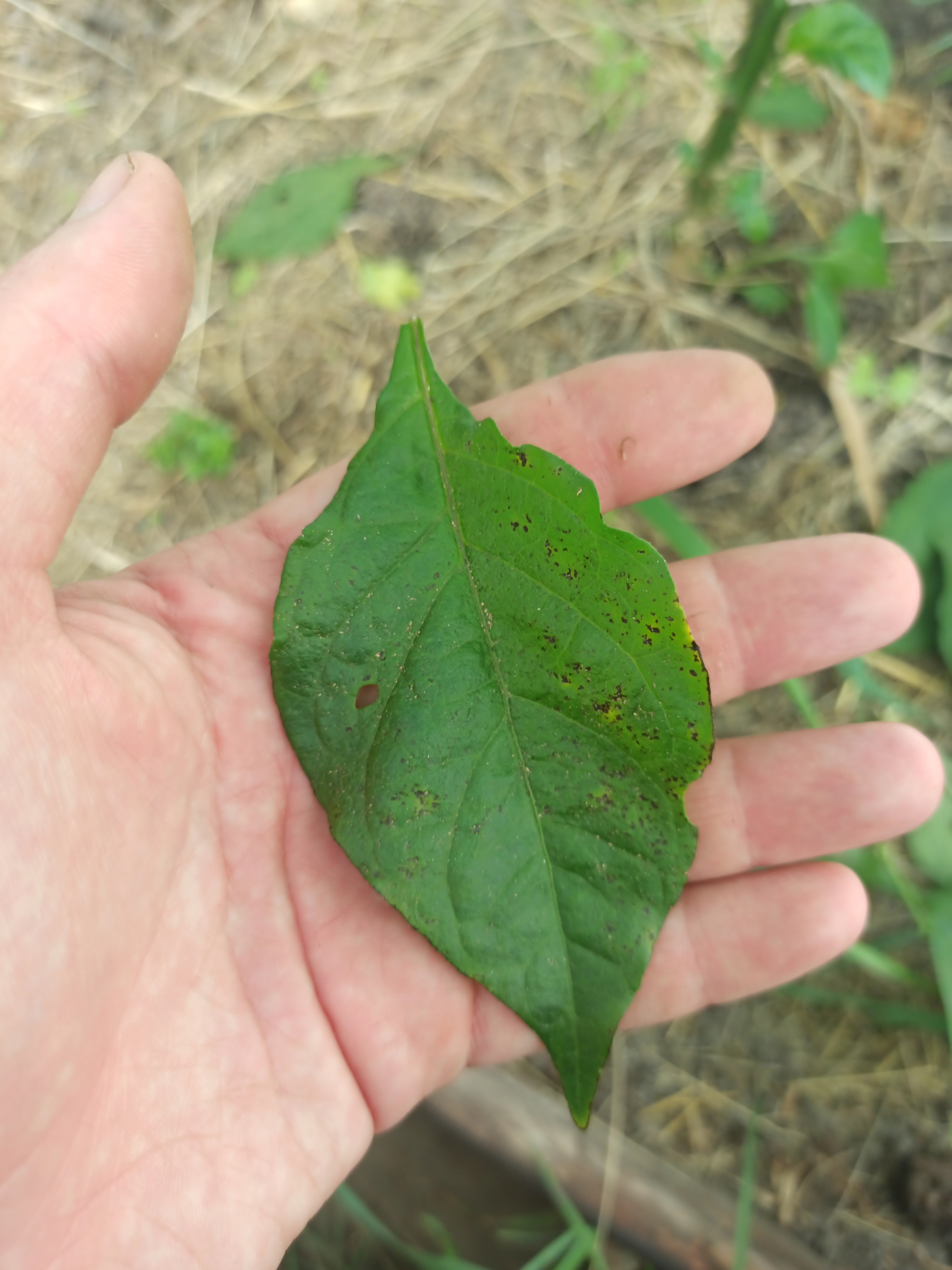 Tell me what's wrong with Carolina Reaper - My, Hot peppers, Carolinian Reaper, Carolina Reaper, Longpost