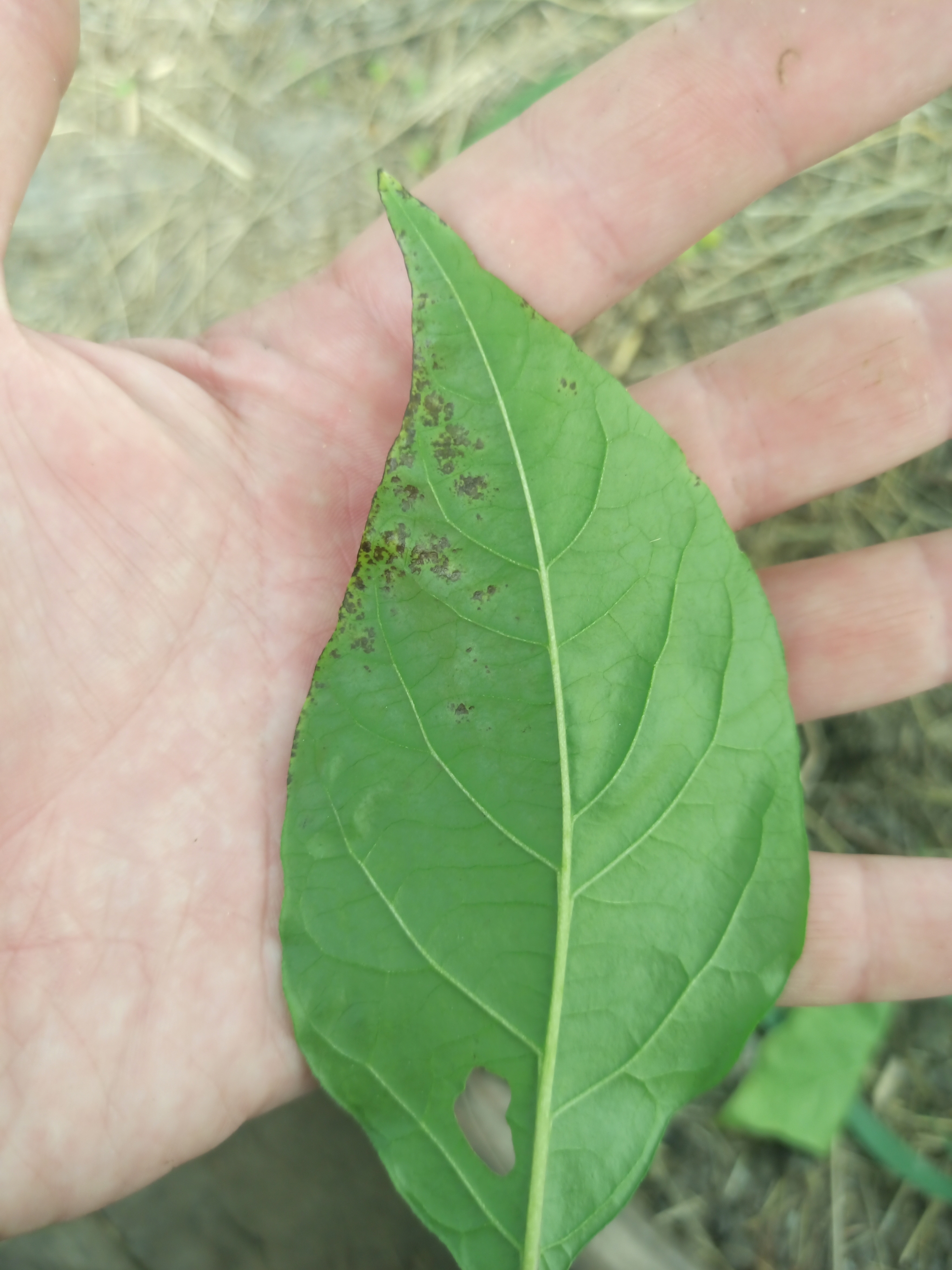 Tell me what's wrong with Carolina Reaper - My, Hot peppers, Carolinian Reaper, Carolina Reaper, Longpost