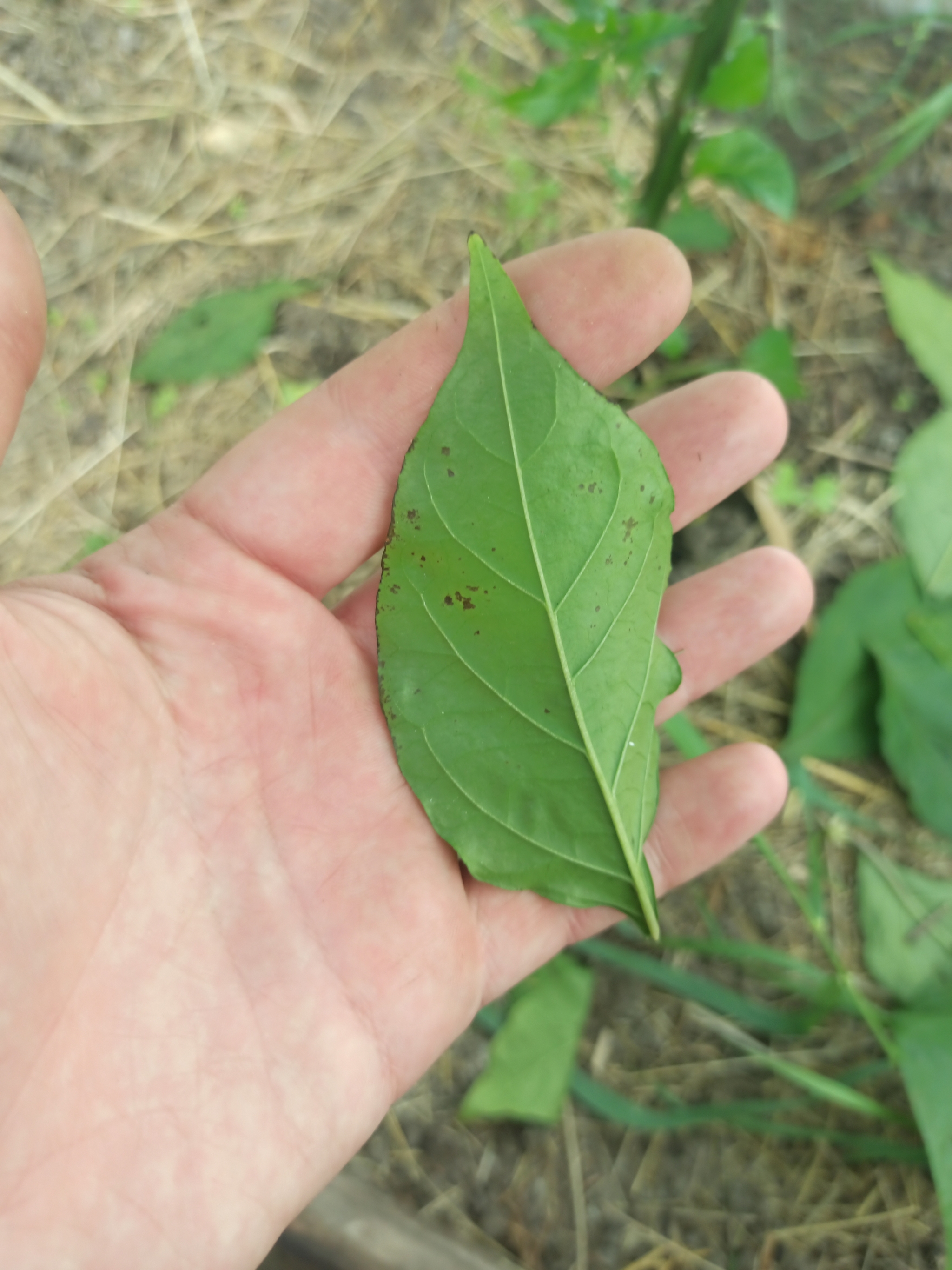 Tell me what's wrong with Carolina Reaper - My, Hot peppers, Carolinian Reaper, Carolina Reaper, Longpost