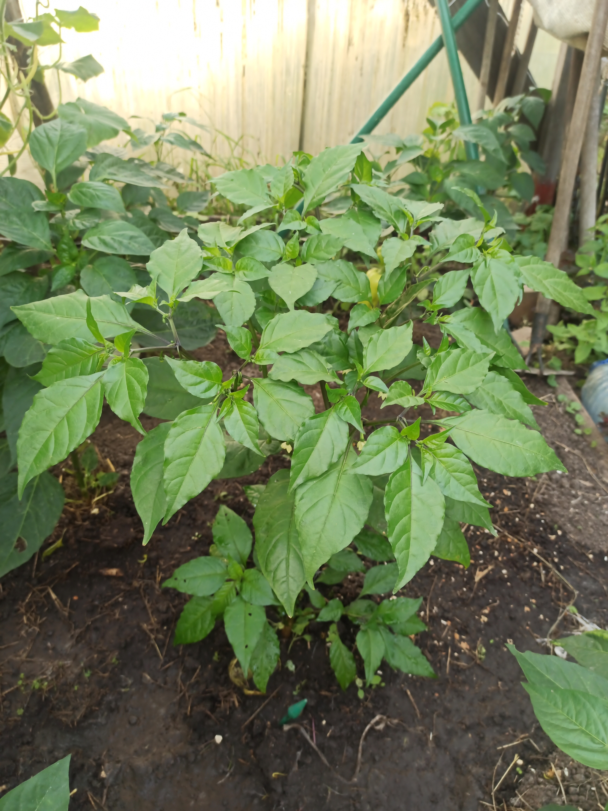 Tell me what's wrong with Carolina Reaper - My, Hot peppers, Carolinian Reaper, Carolina Reaper, Longpost