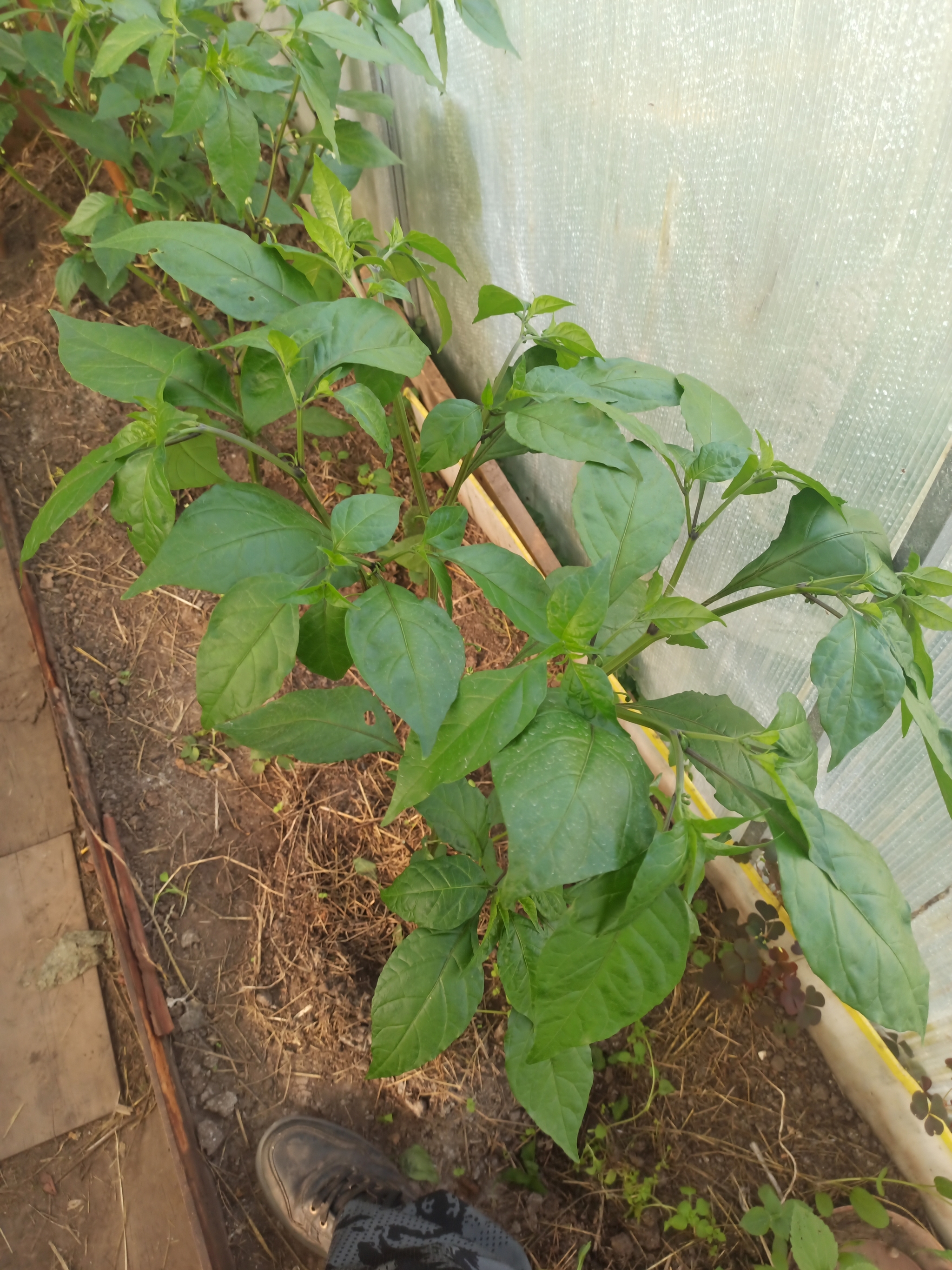 Tell me what's wrong with Carolina Reaper - My, Hot peppers, Carolinian Reaper, Carolina Reaper, Longpost