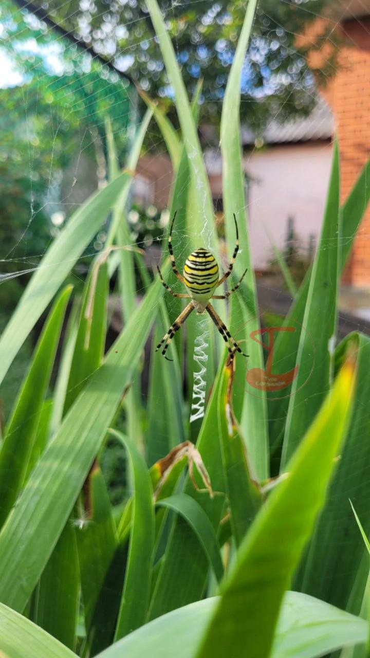 Spider wasp in Tula - Argiope Brunnich, Spider, Tula, The photo, Arachnids, Arthropods, Wild animals, Telegram (link)