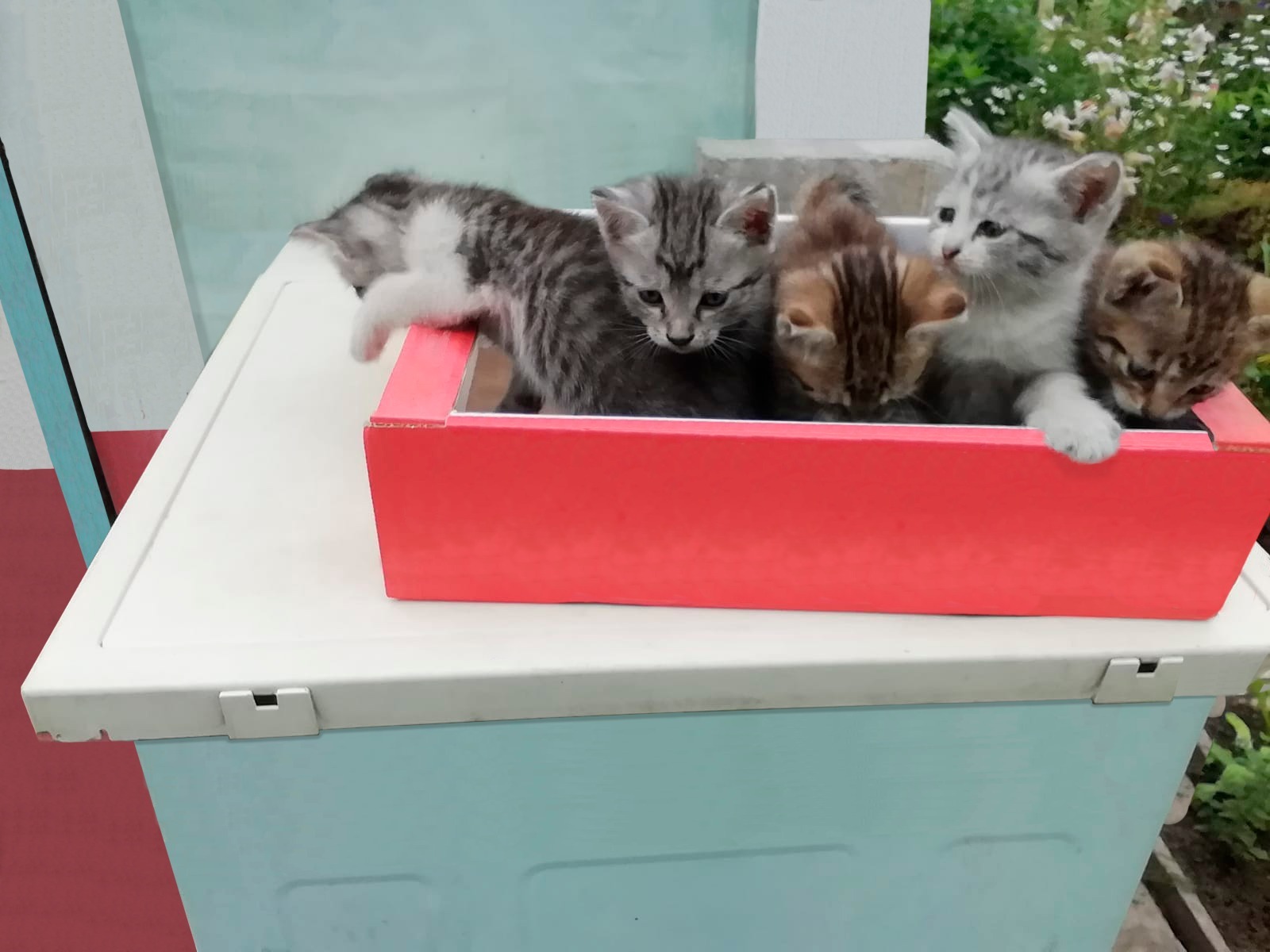 Kittens are looking for a home - My, cat, Kittens, In good hands, Video, Longpost