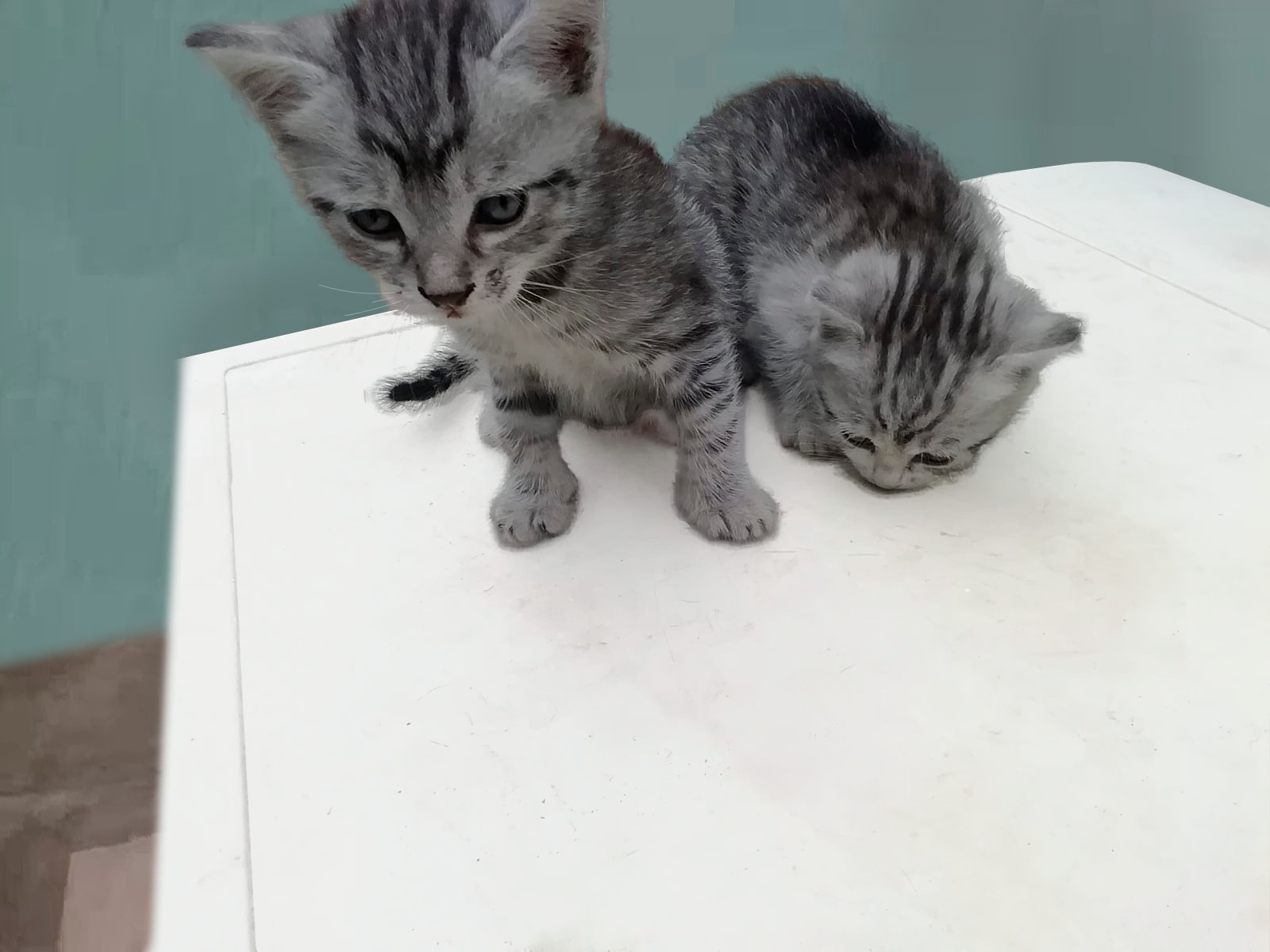 Kittens are looking for a home - My, cat, Kittens, In good hands, Video, Longpost